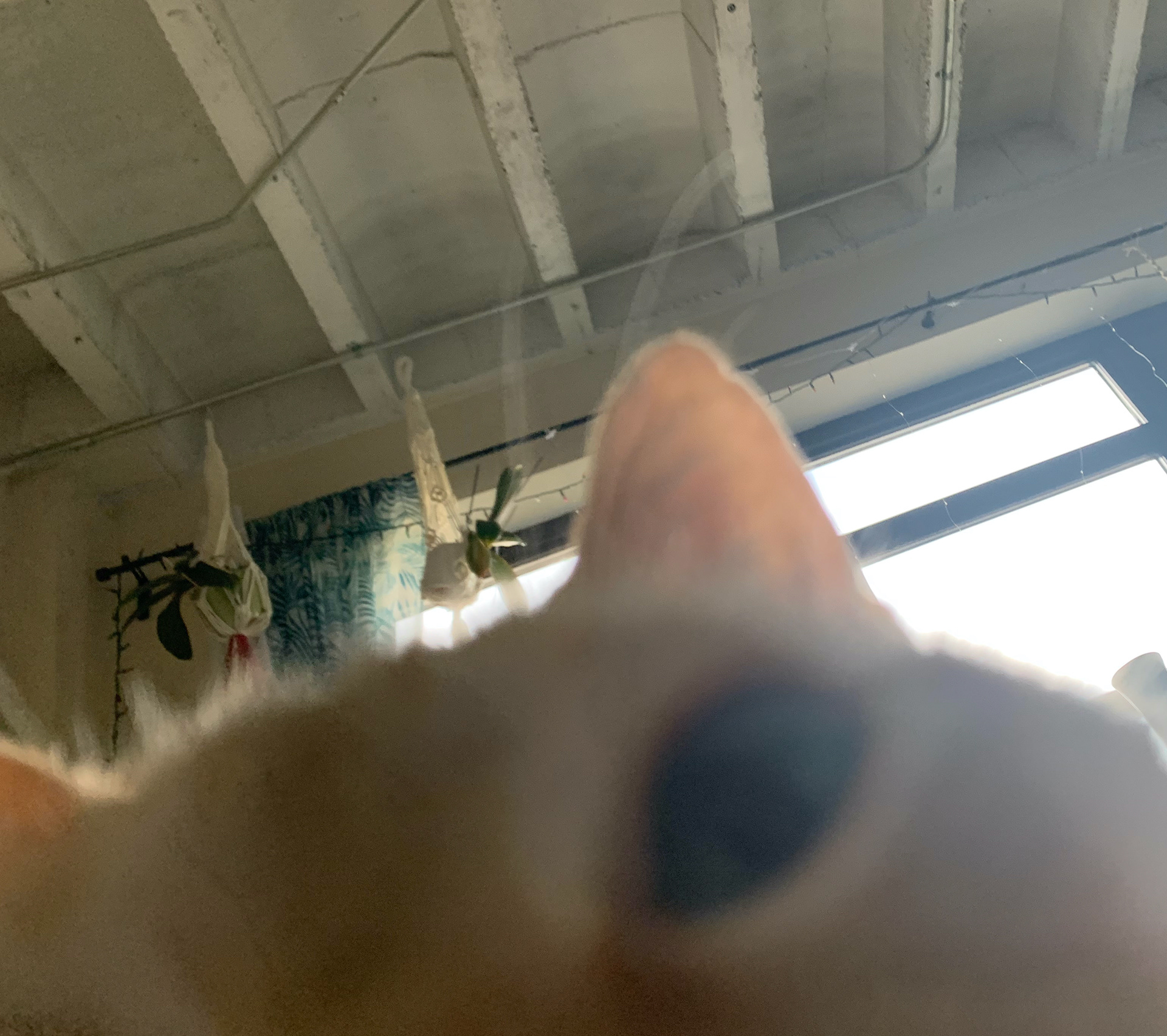 Toast, my cat.