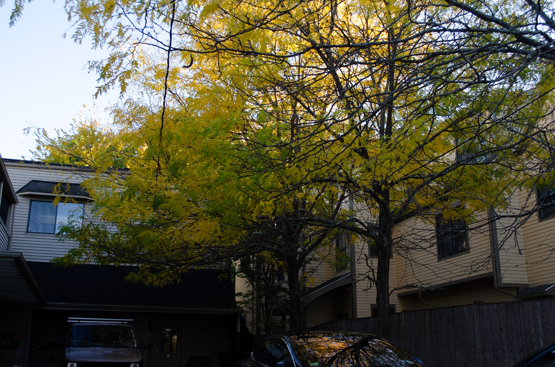 Durham St, Somerville, MA 10/17/2020 Tesla parked under a tree iso 400 f5.6 1/200s