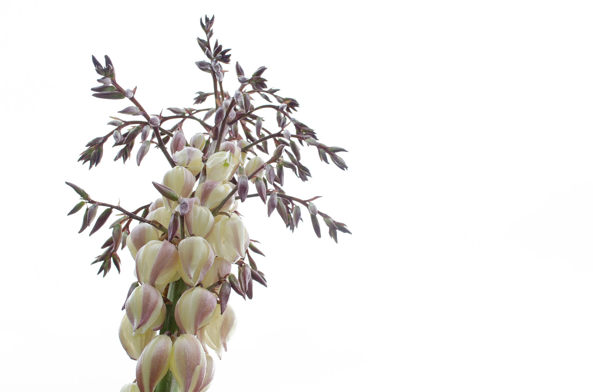 9. Isolation. 1/200s f 8.0 ISO 400. Plant separated from background or distracting elements. Taken upwards with background against the sky in Cambridge, MA on November 1, 2020. Photo taken by Hannah Lee