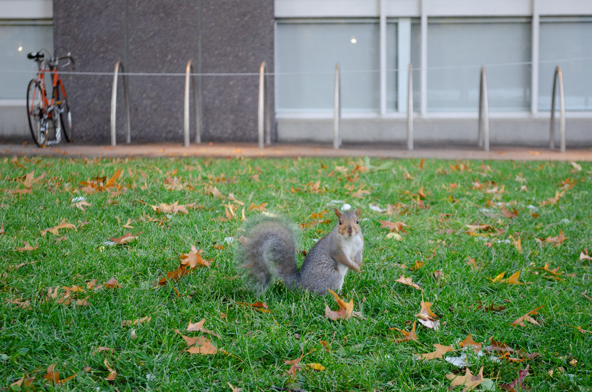 3. Viewpoint. 1/15s f 5.6 ISO 400. Squirrel faces camera in front of the Science Center on Harvard campus on October 31, 2020. Photo taken by Hannah Lee.