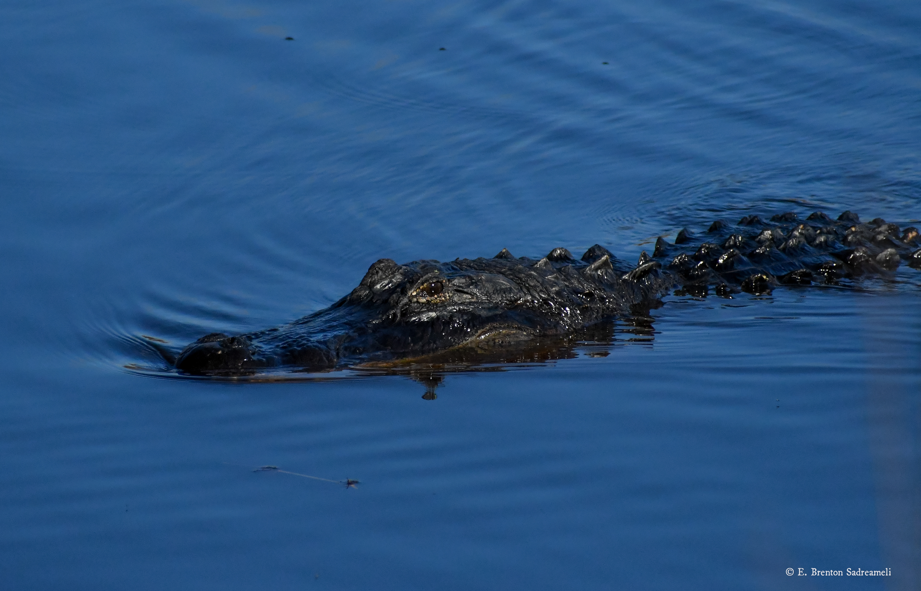 Alligator, Payne's Prairie, Florida