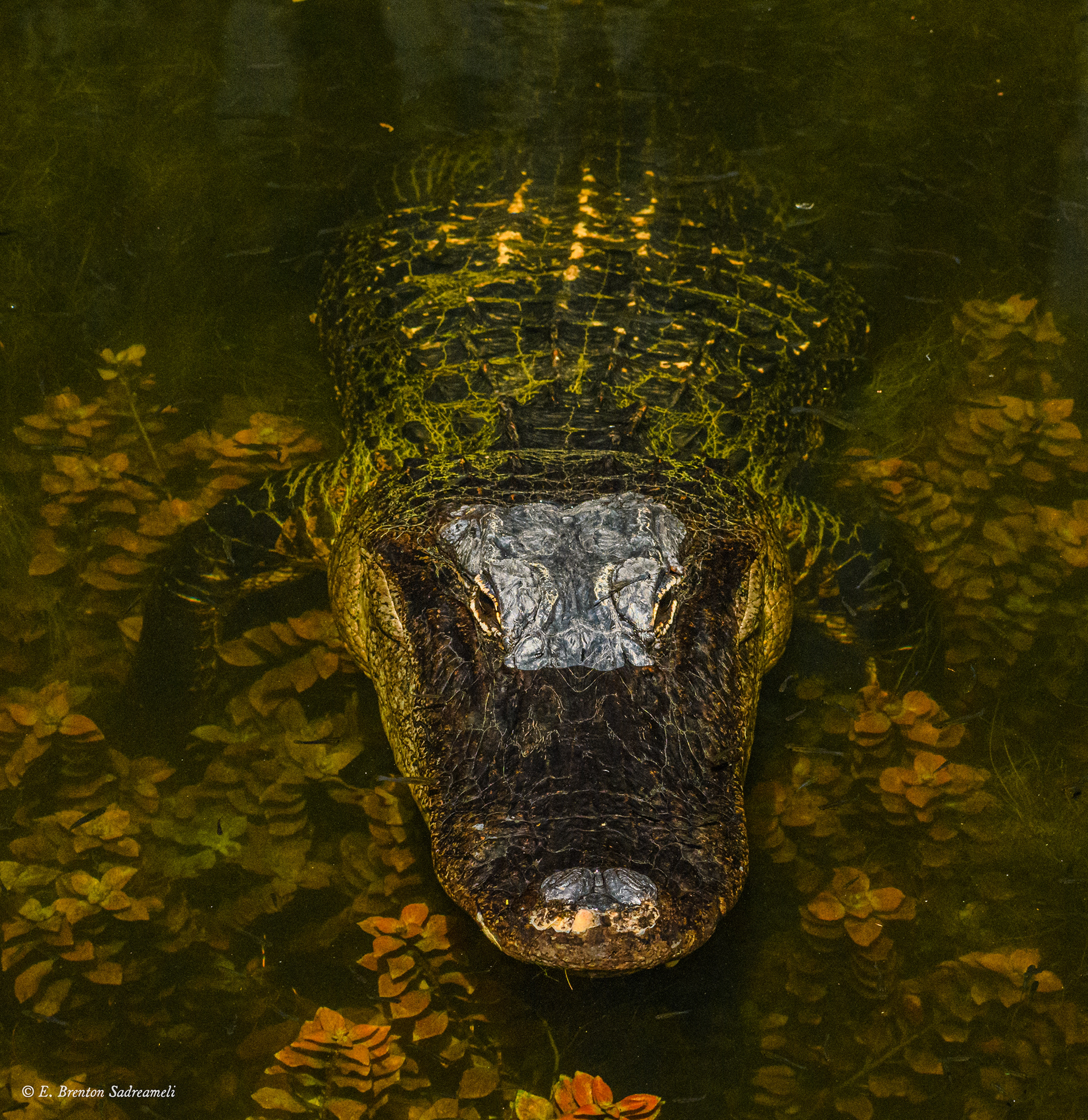Alligator in Big Cypress National Preserve