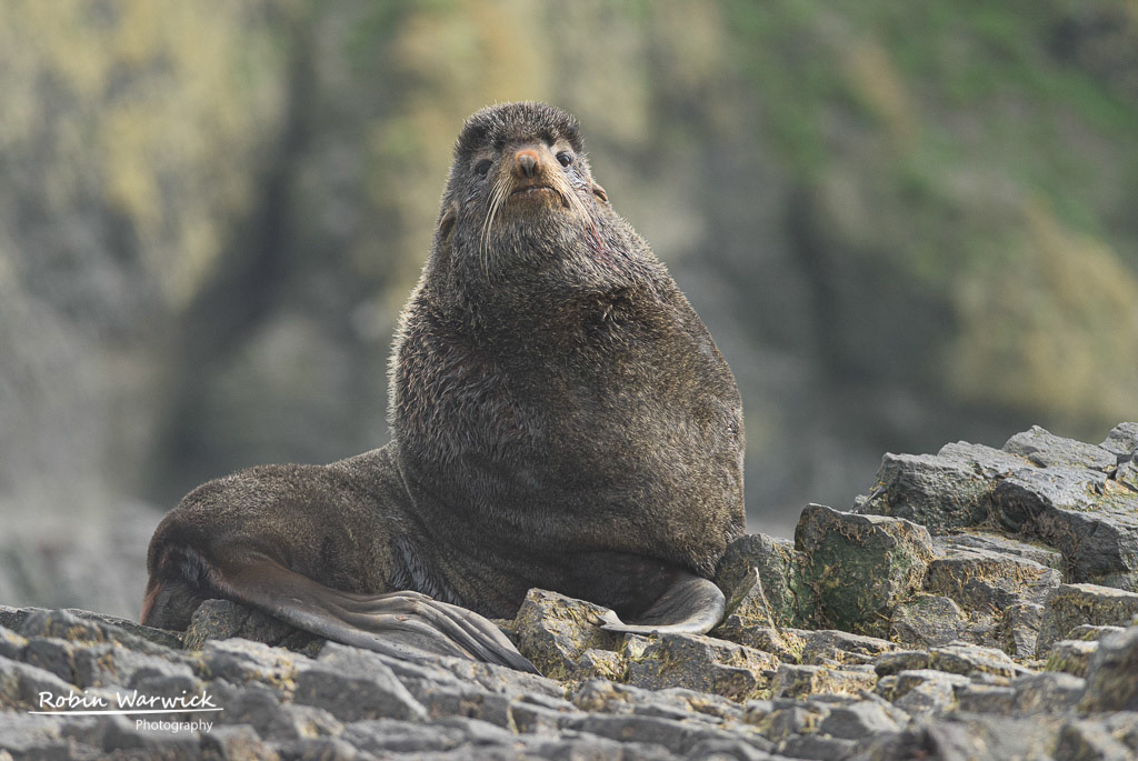Steller's Sea-lion