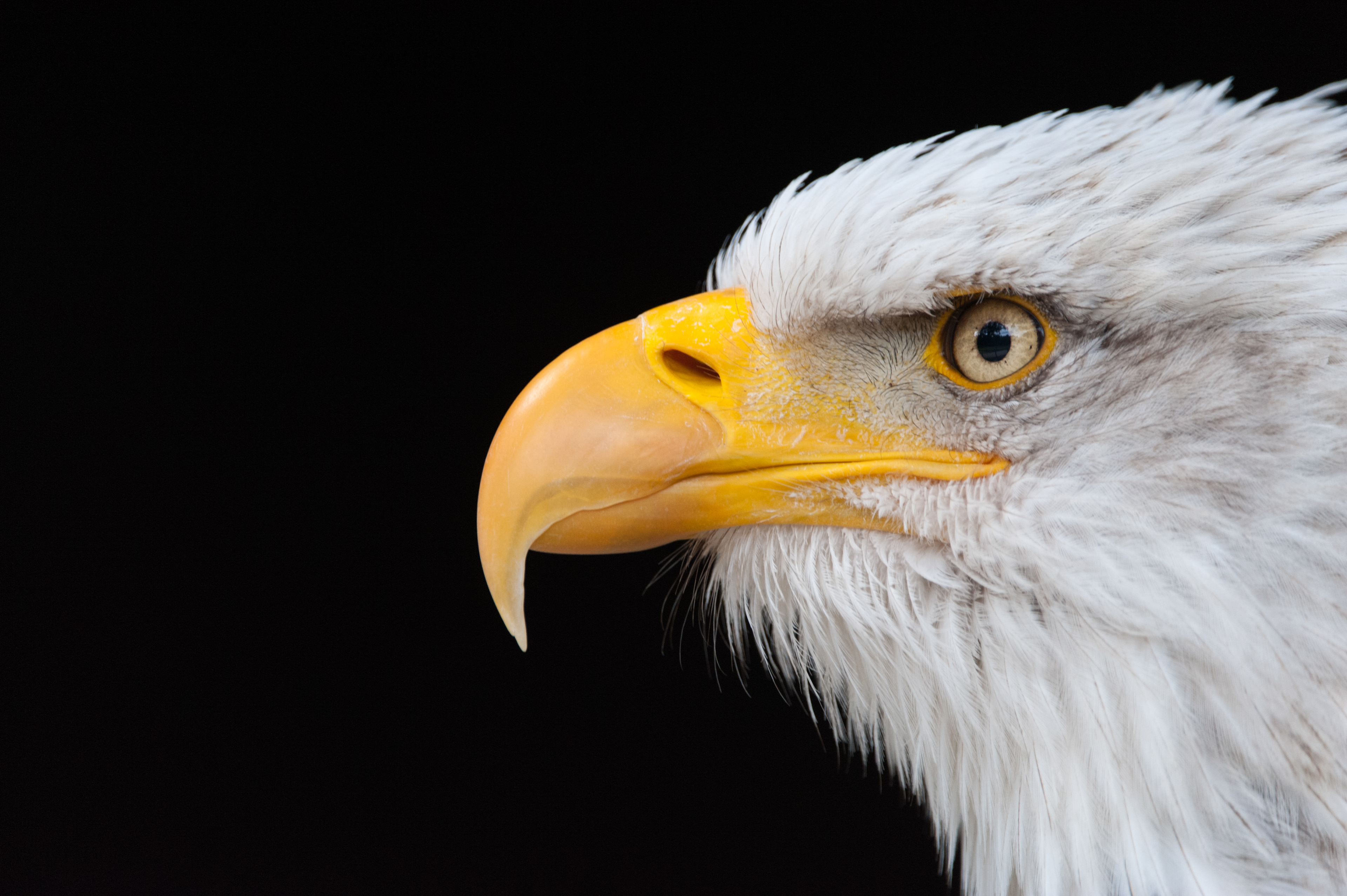Amerikaanse zeearend