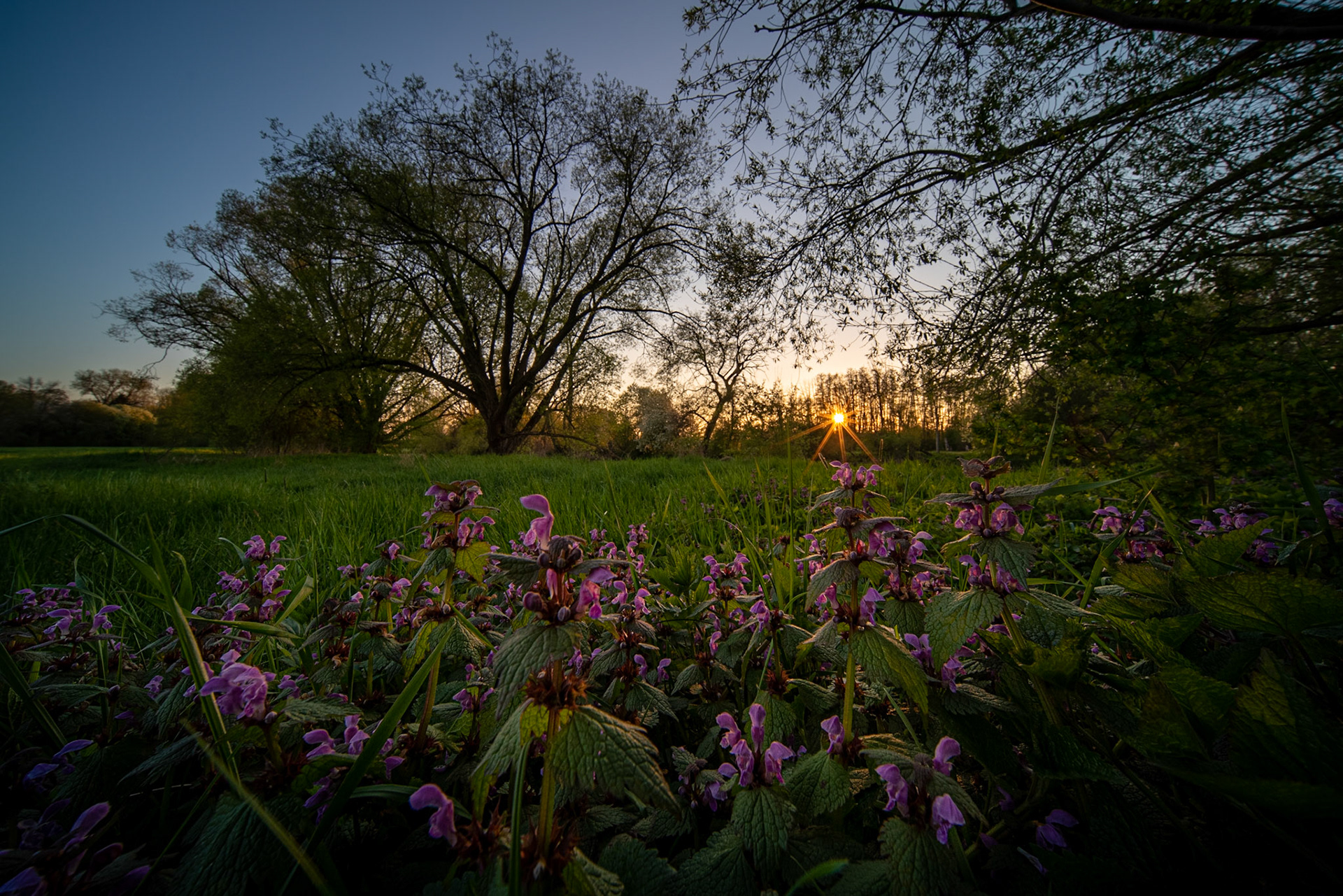 Spring flower sunset