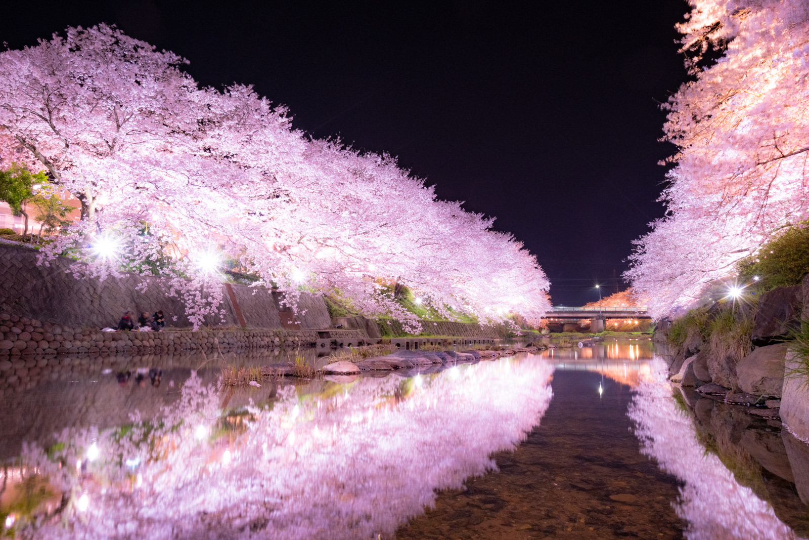 美祢さくら公園 夜桜1