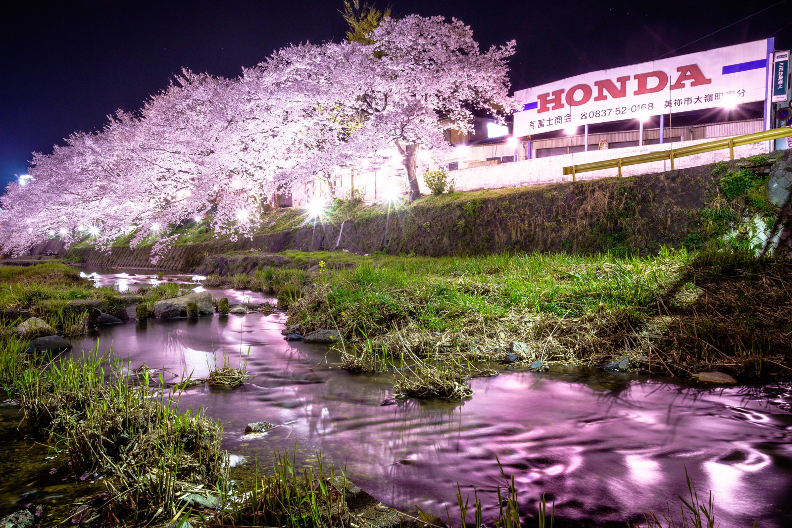美祢さくら公園 夜桜2