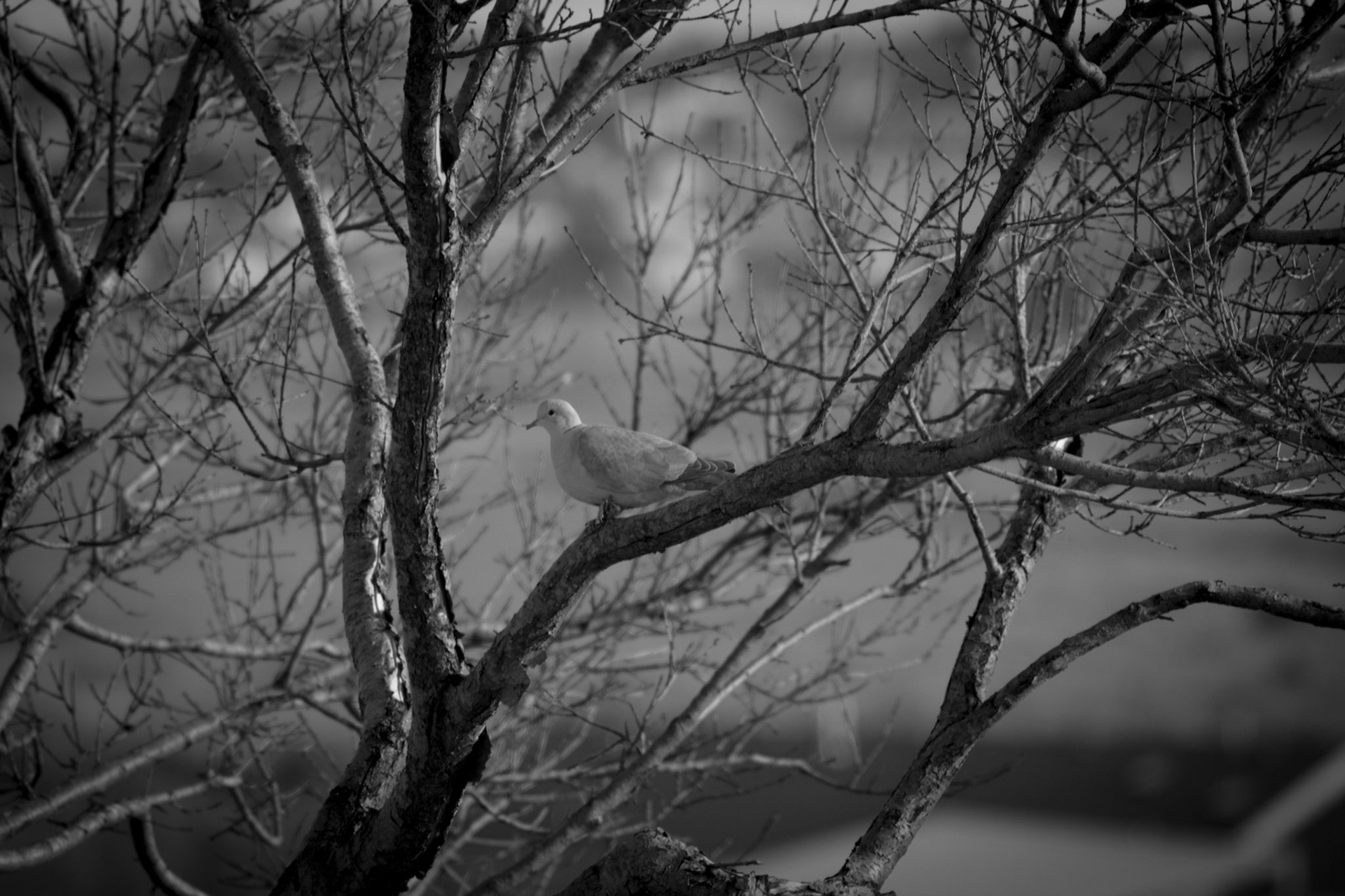 Fall's Last
