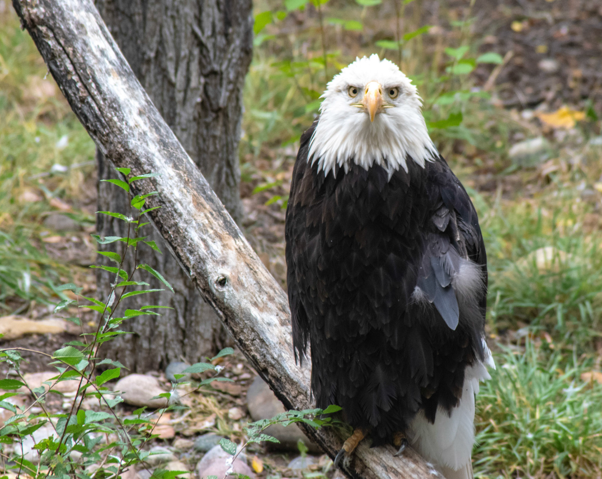 Aquila