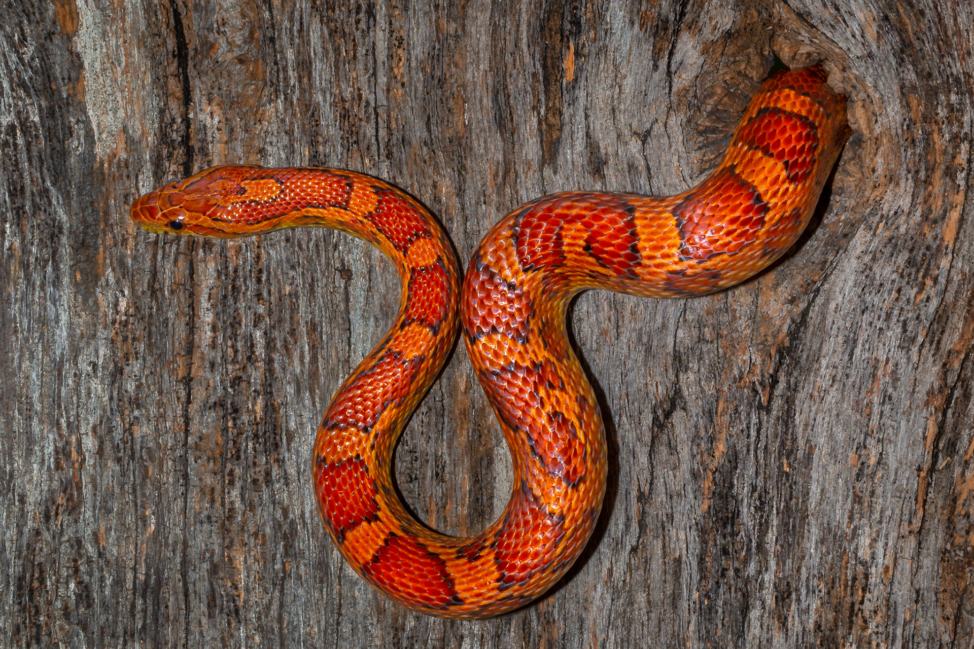 Red Rat Snake or Corn Snake