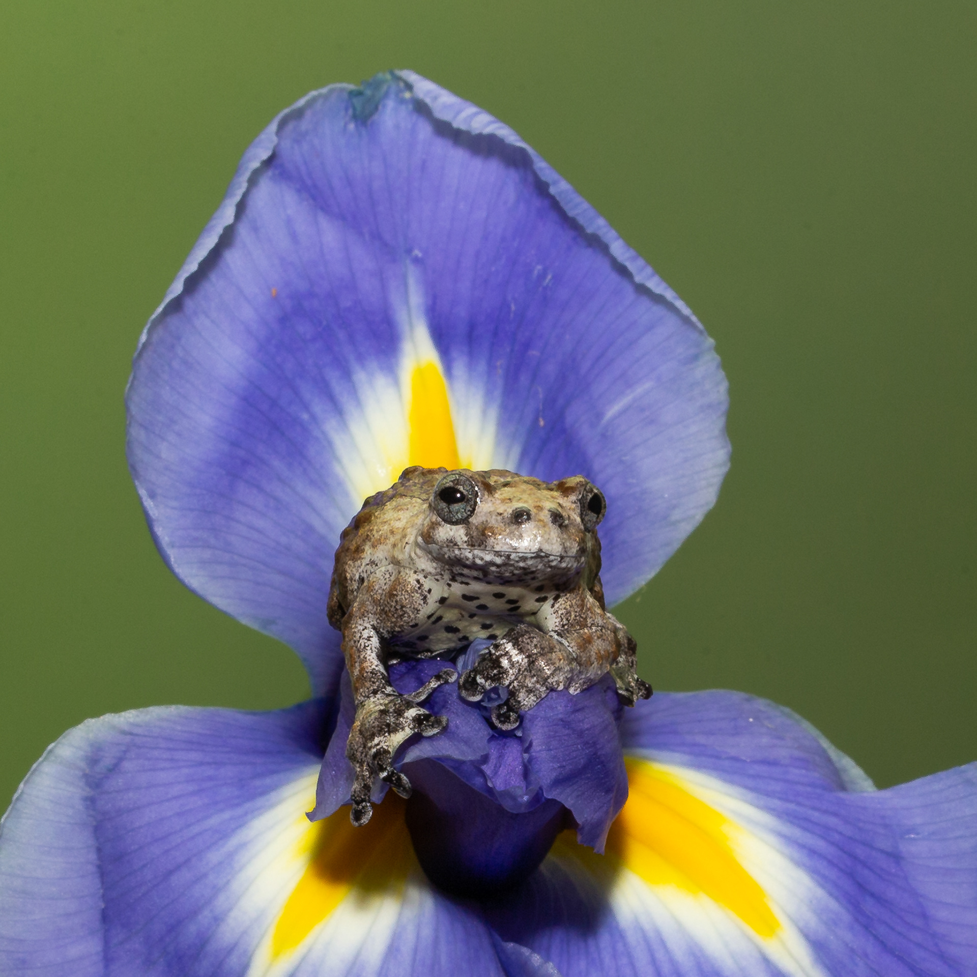 Bird Poop Tree Frog