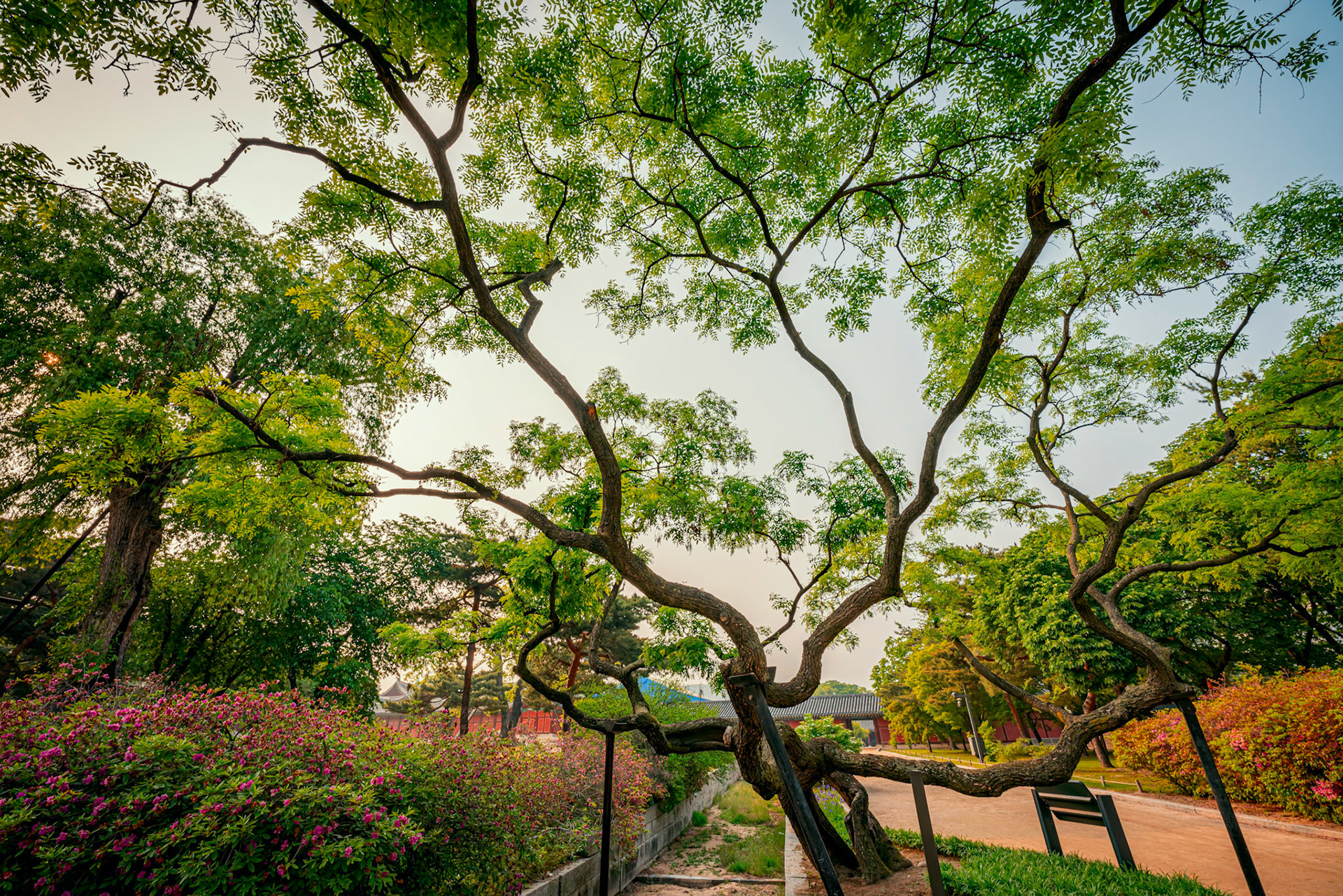 Seoul, South Korea - 17 May 2020: The Palace grounds of Changgyeonggung are full of beautiful old growth trees and oriental ponds, as well as an enclosed greenhouse.