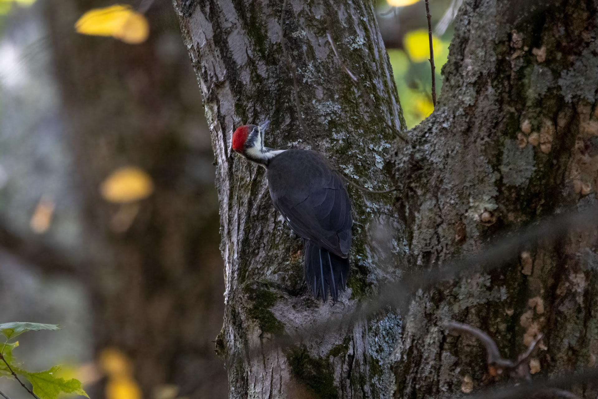 Pileated Woodpecker