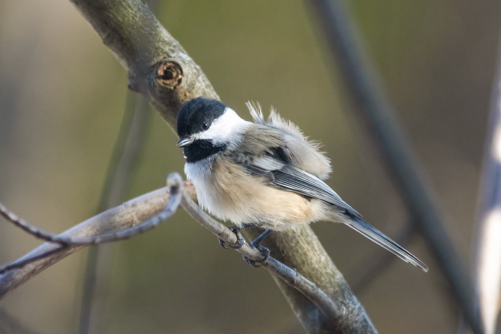 Black-capped Chickadee