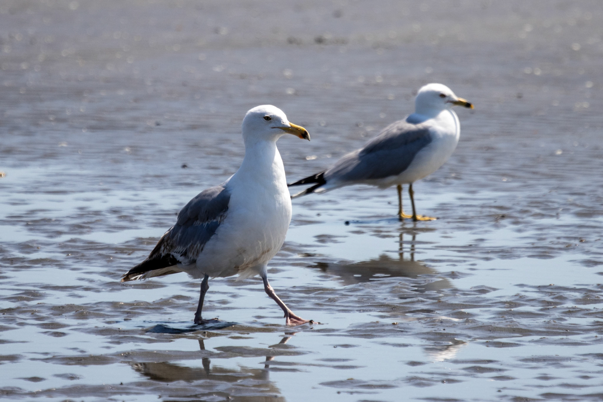 Herring Gulls