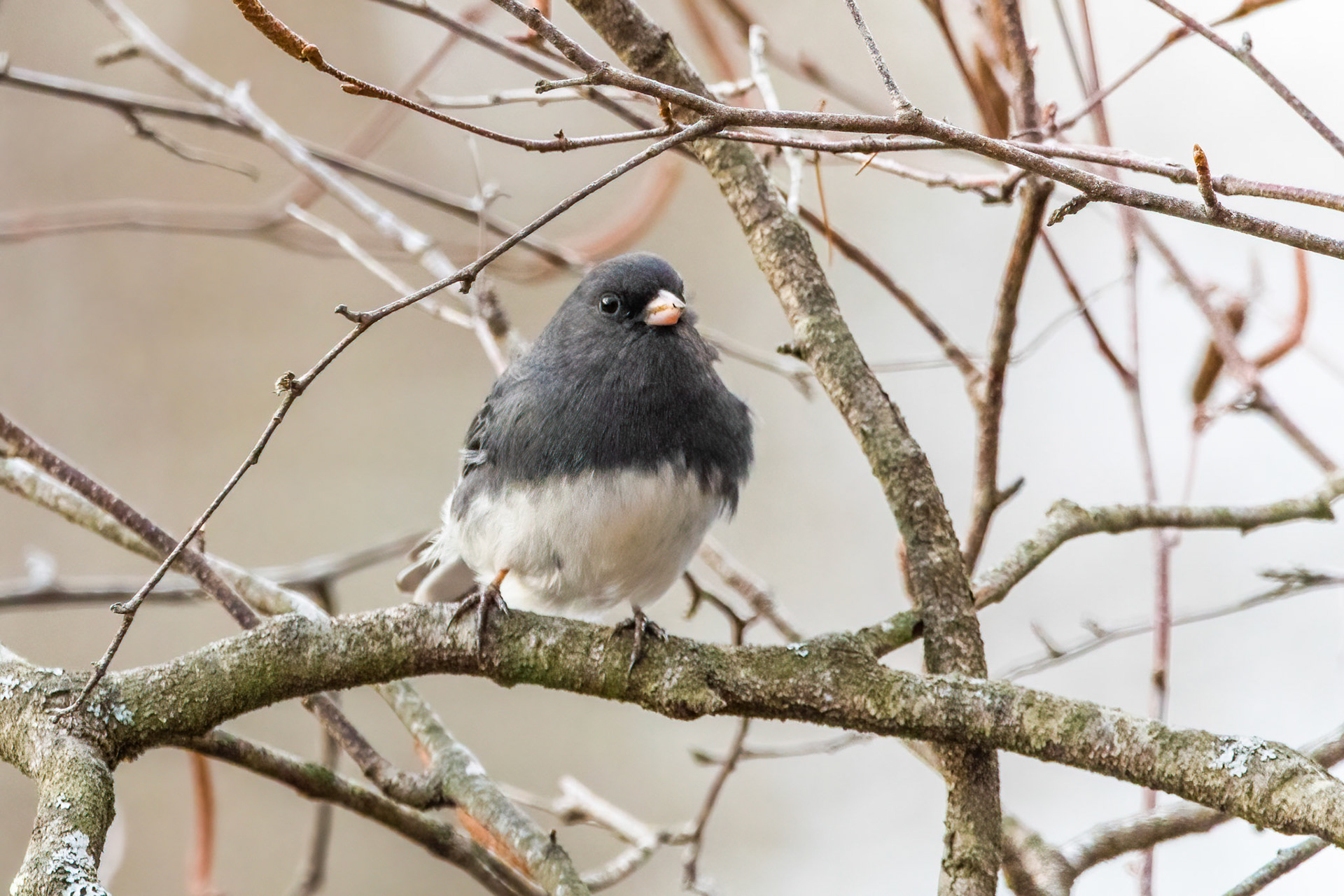 Dark-eyed Junco