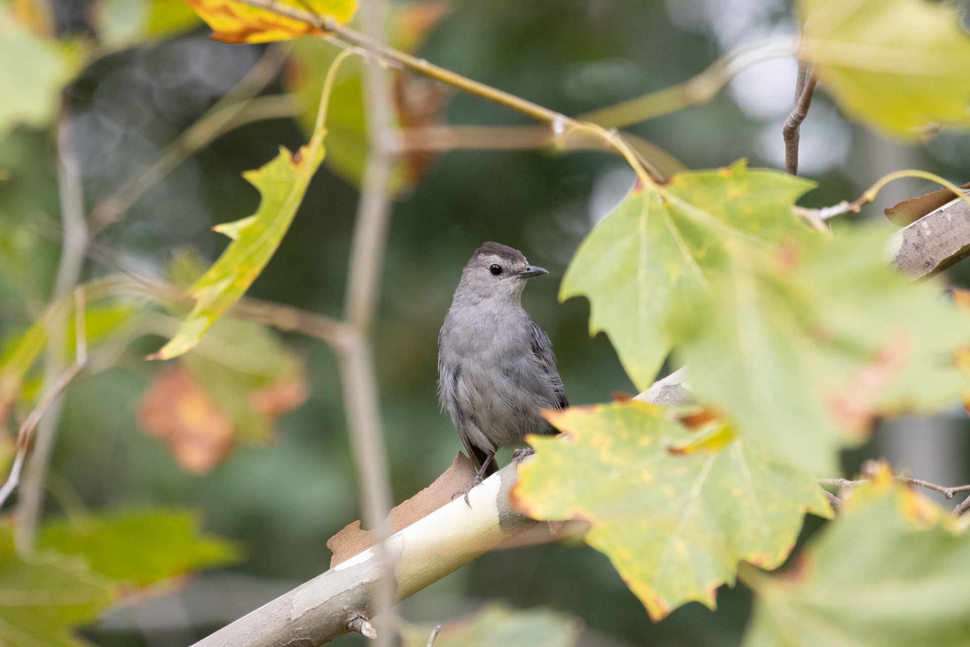 Gray Catbird