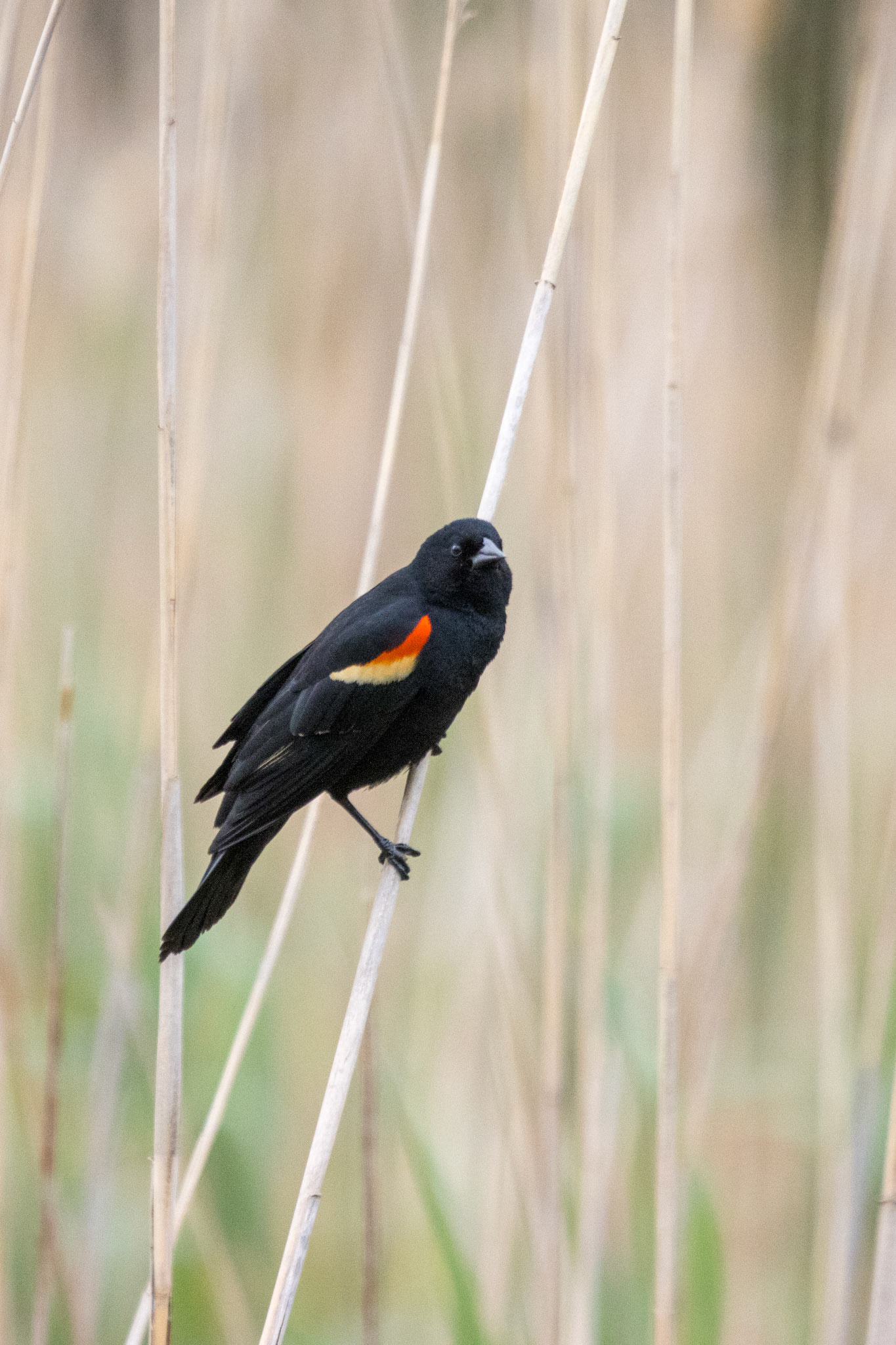 Red-Winged Blackbird