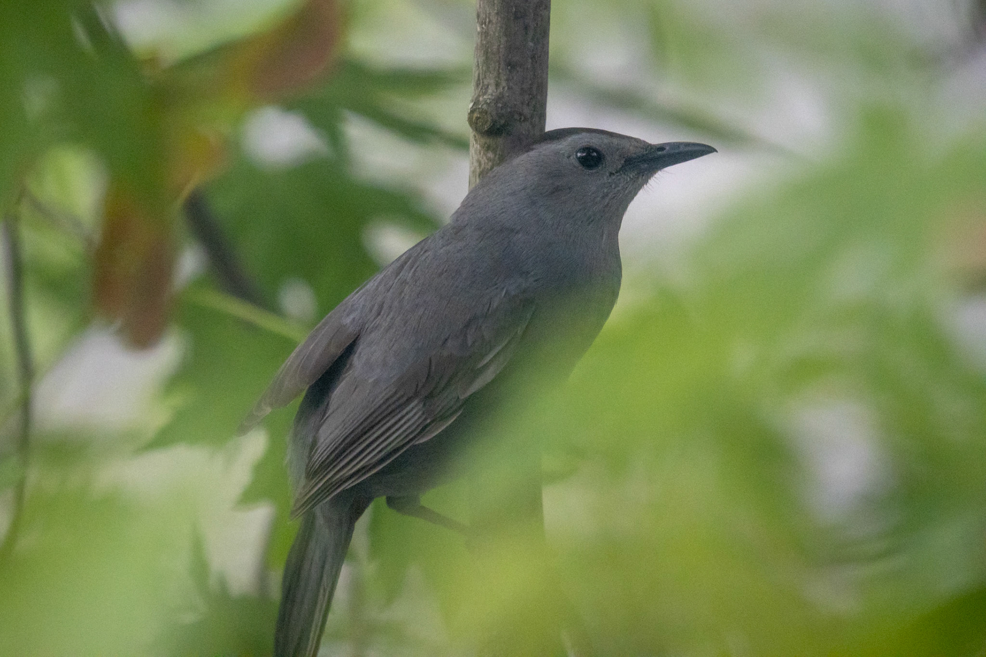 Gray Catbird