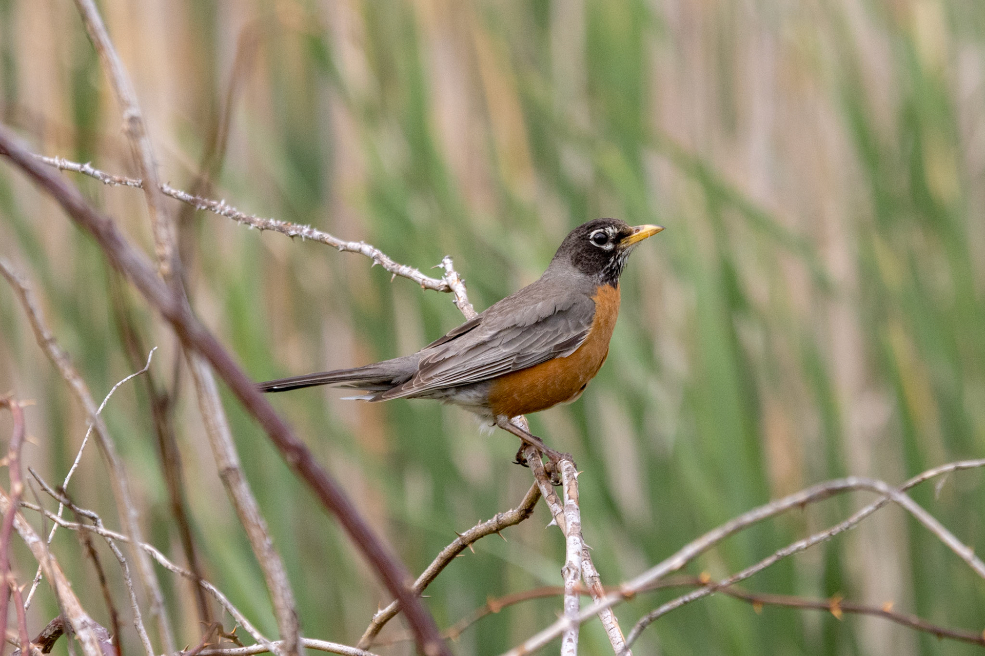 American Robin
