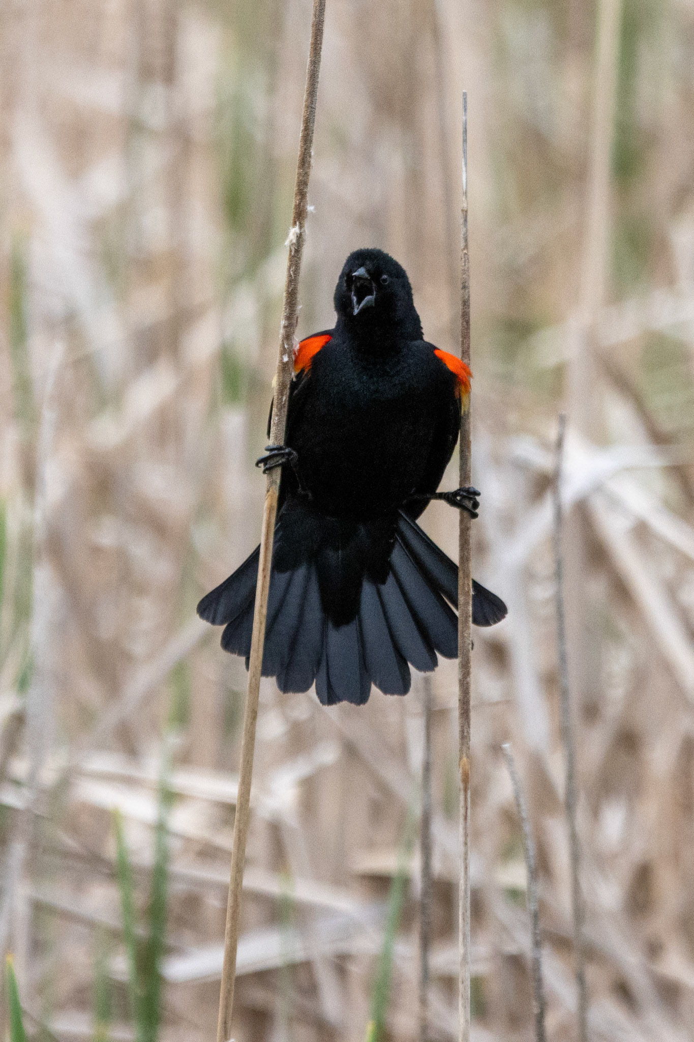 Red-Winged Blackbird