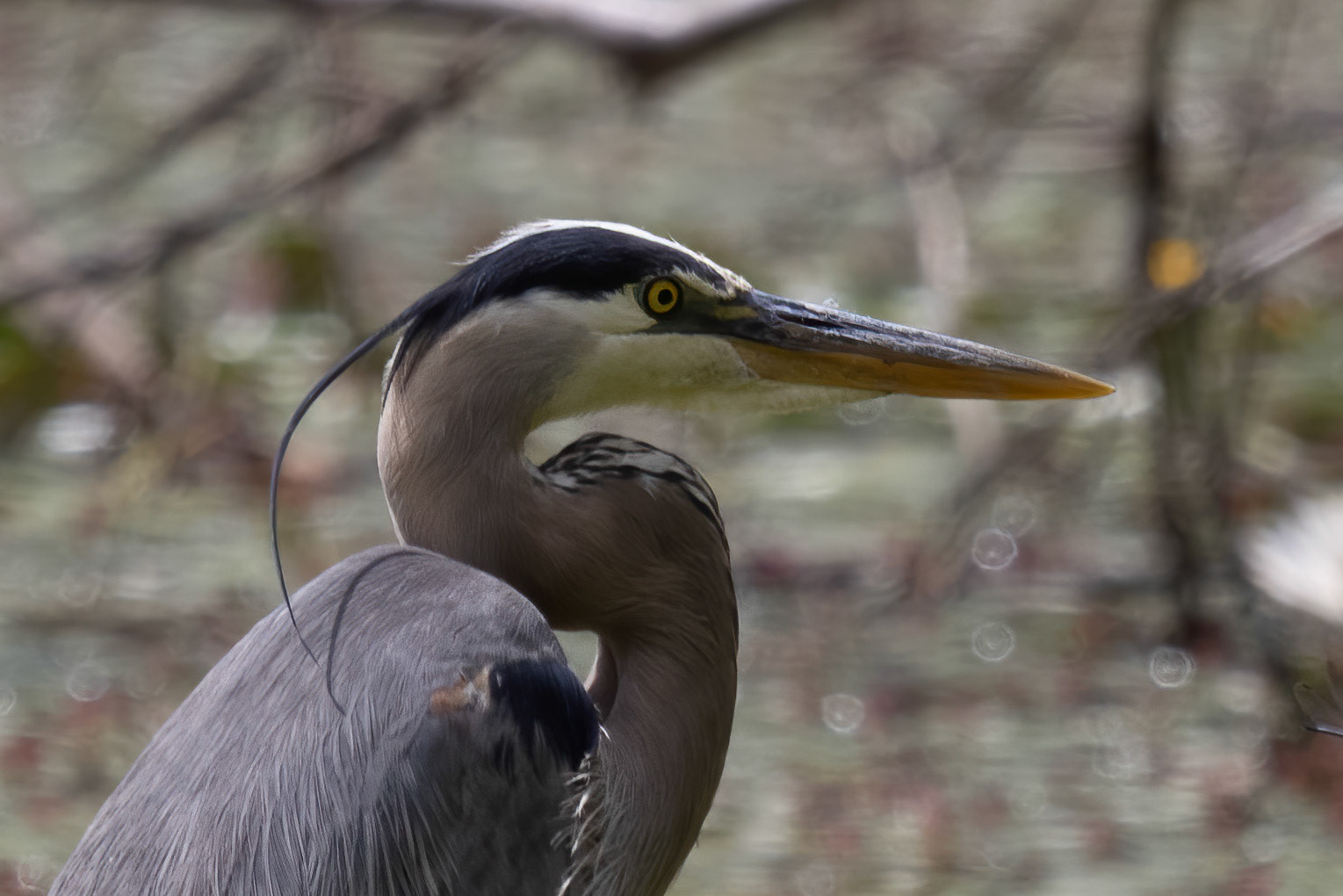 Great Blue Heron