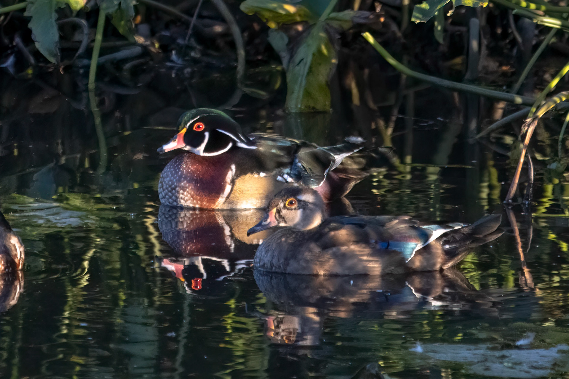 Wood Ducks