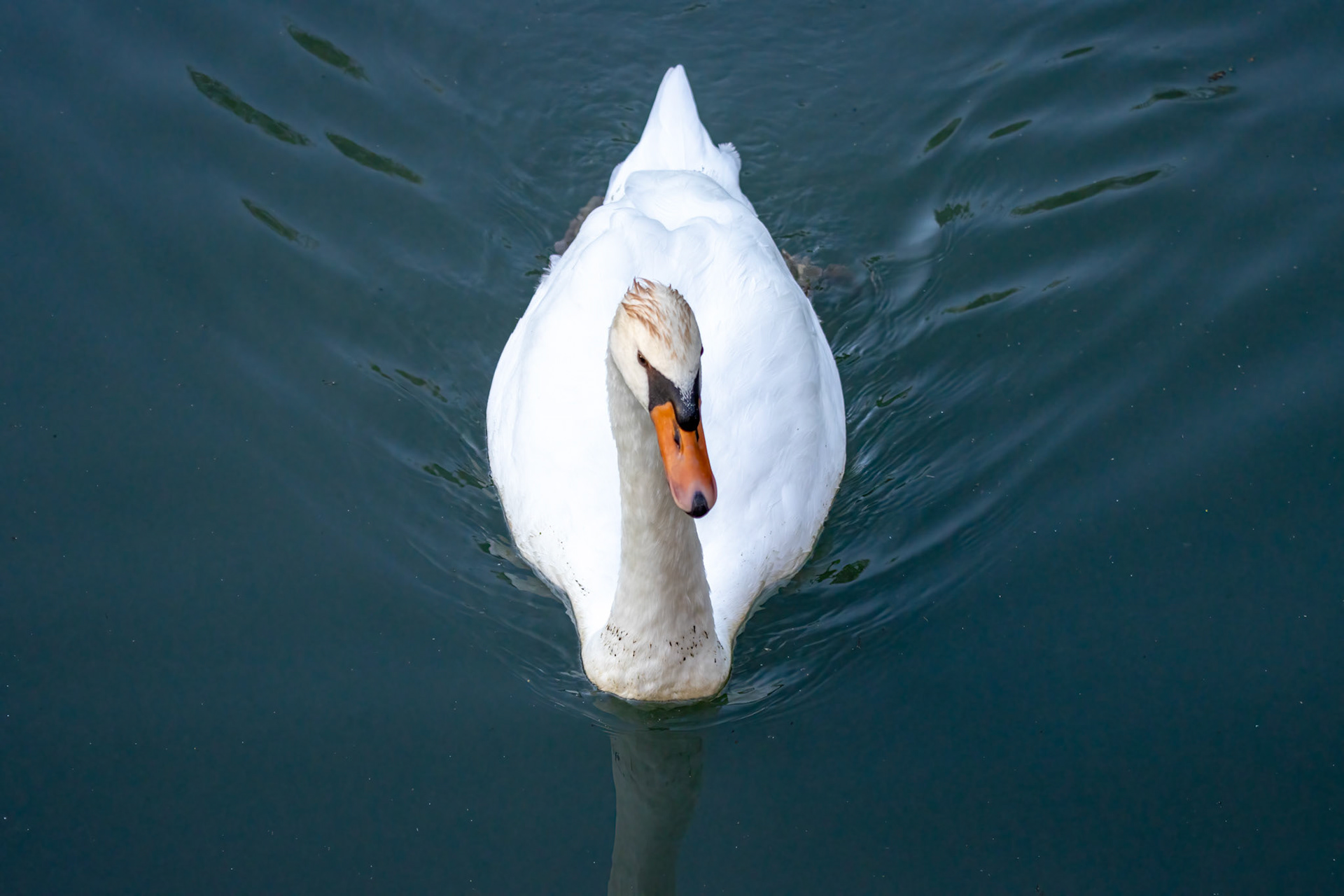 Mute Swan