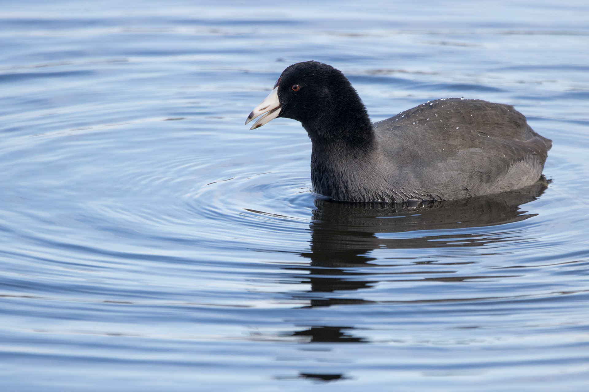 American Coot