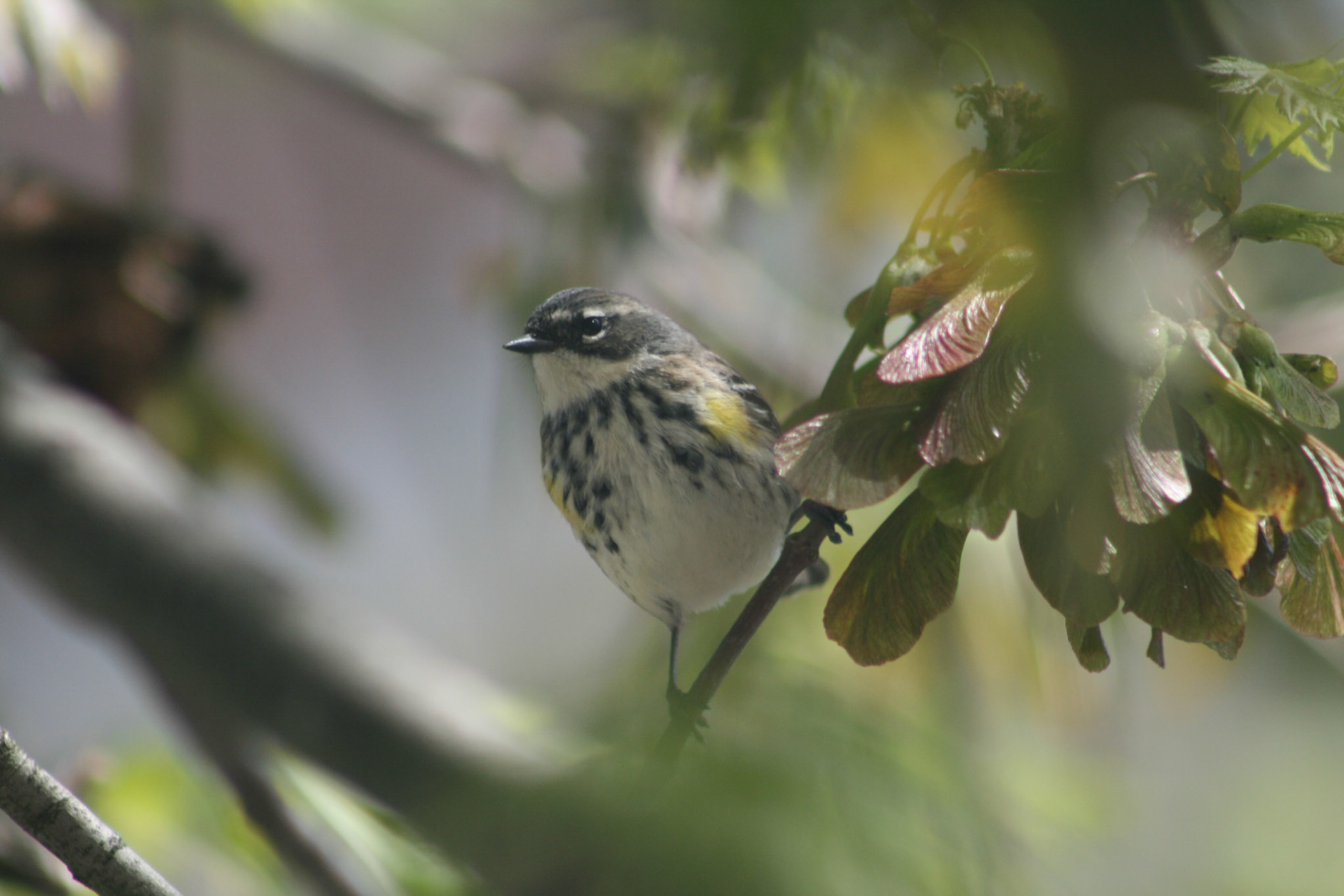 Yellow-rumped Warbler