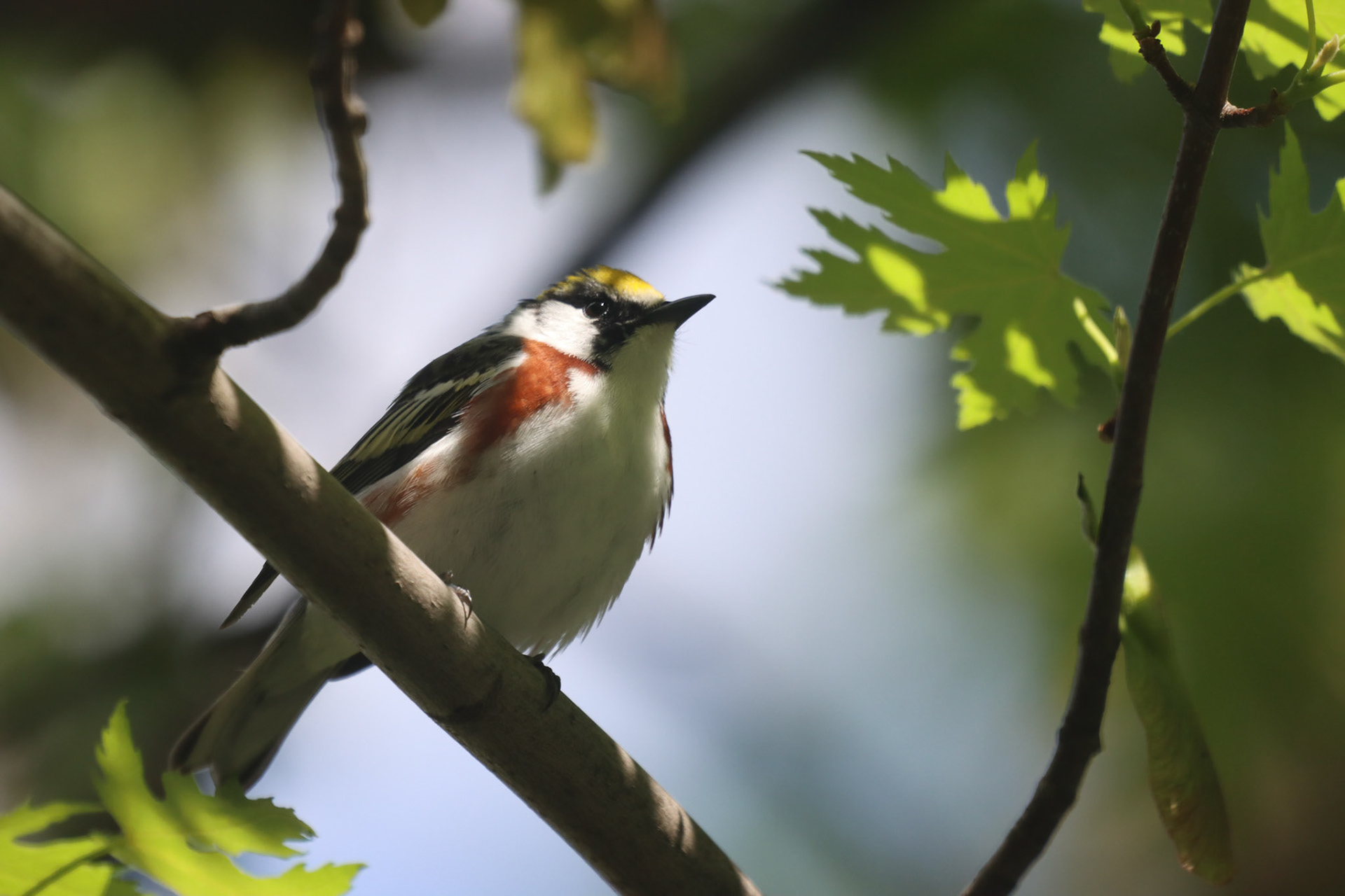 Chestnut-sided Warbler