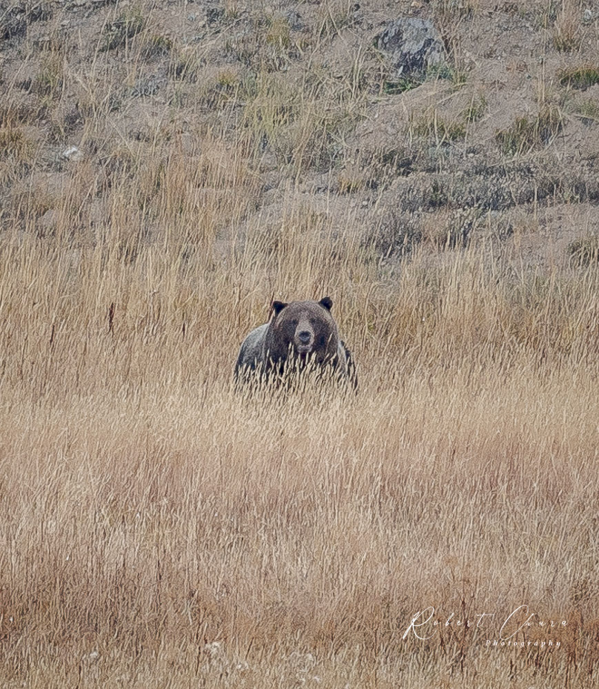 Grizz Heading Down