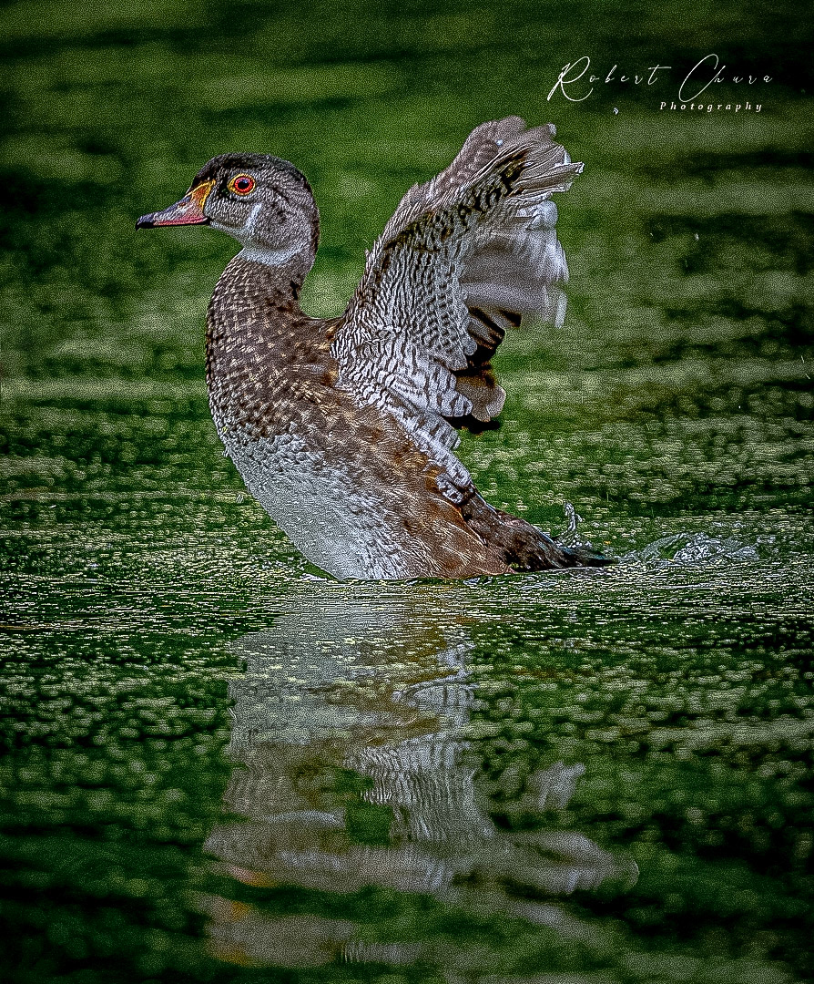 Splish Splash