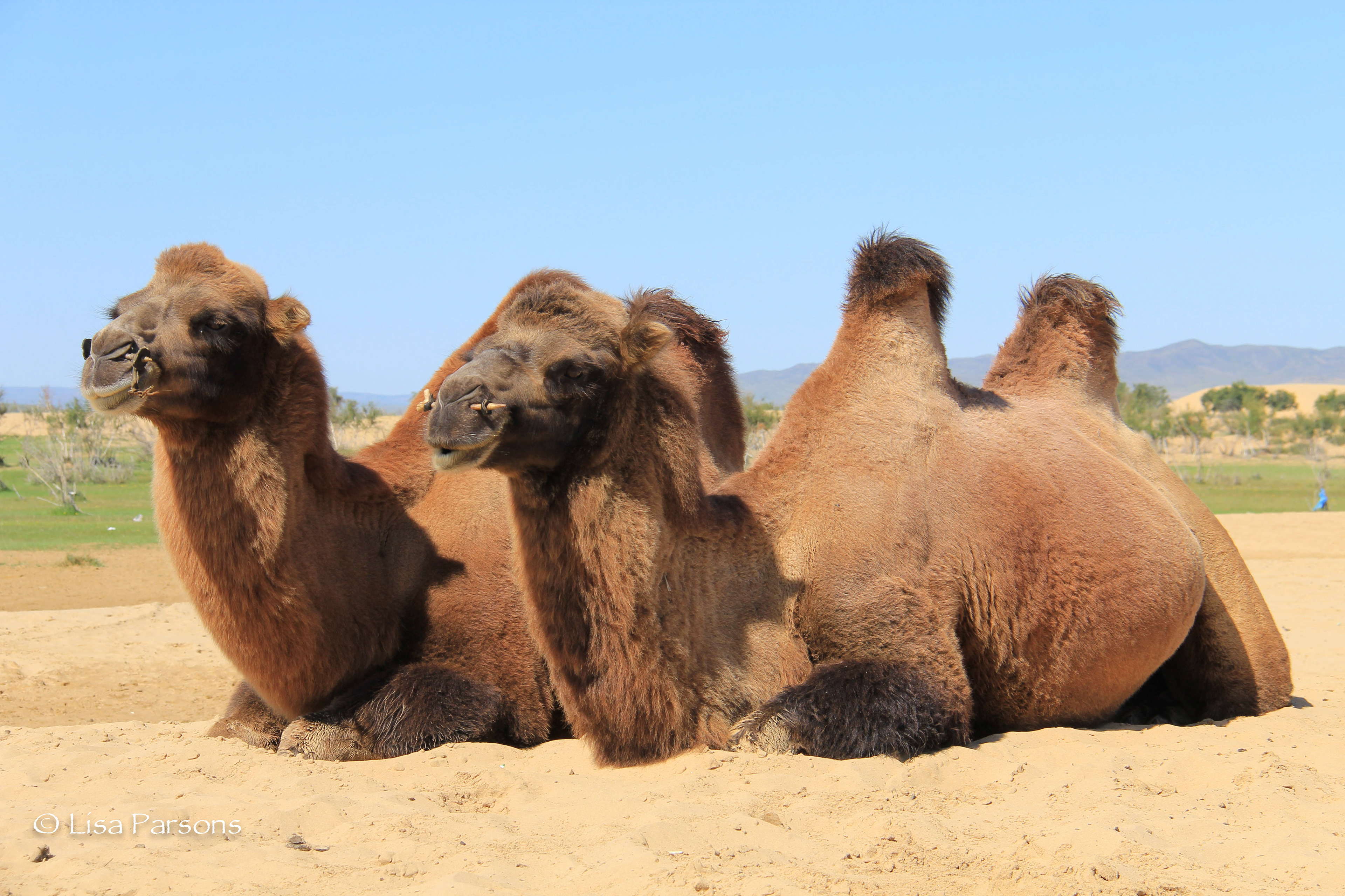 camels in desert national geographic