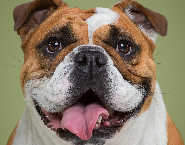 Medical Alert Dogs SA About