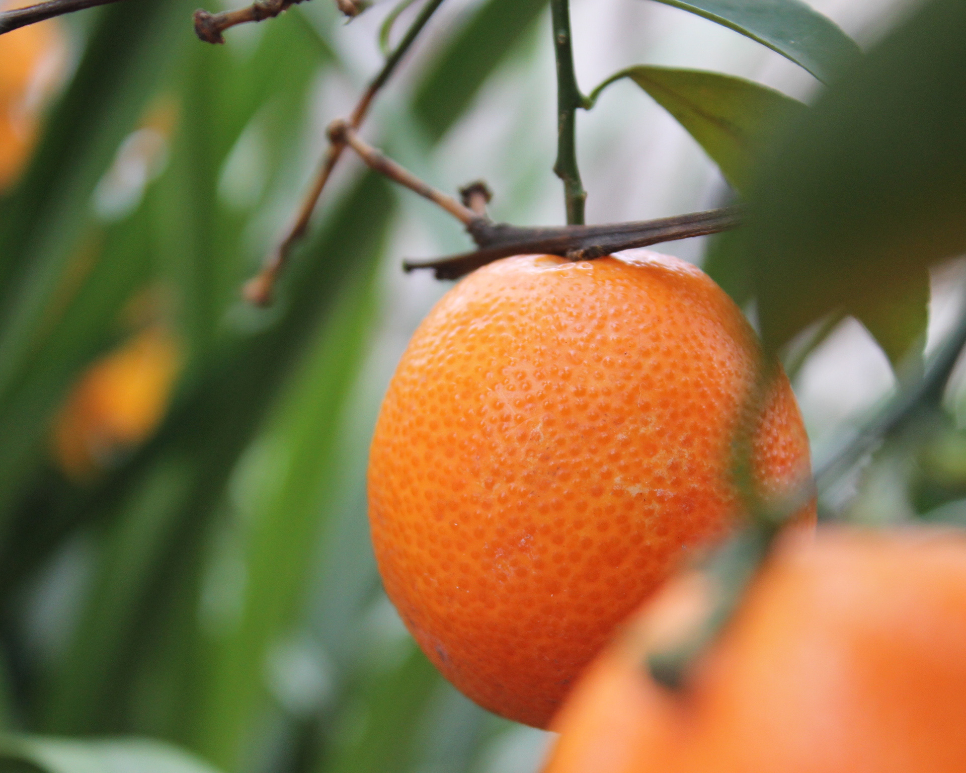 Lucky Tangerine, 2016, 8" x 10"