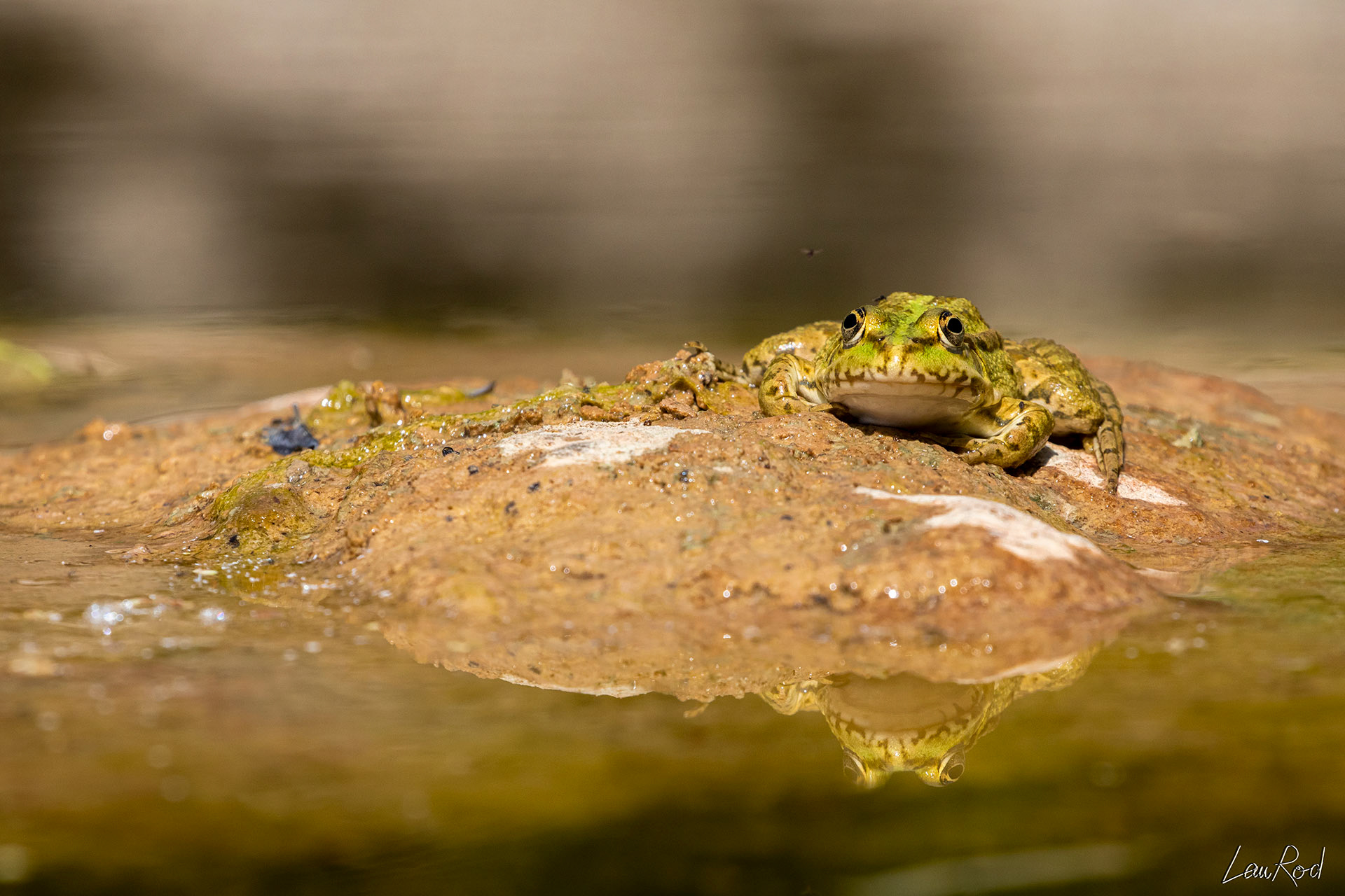 Grenouille verte