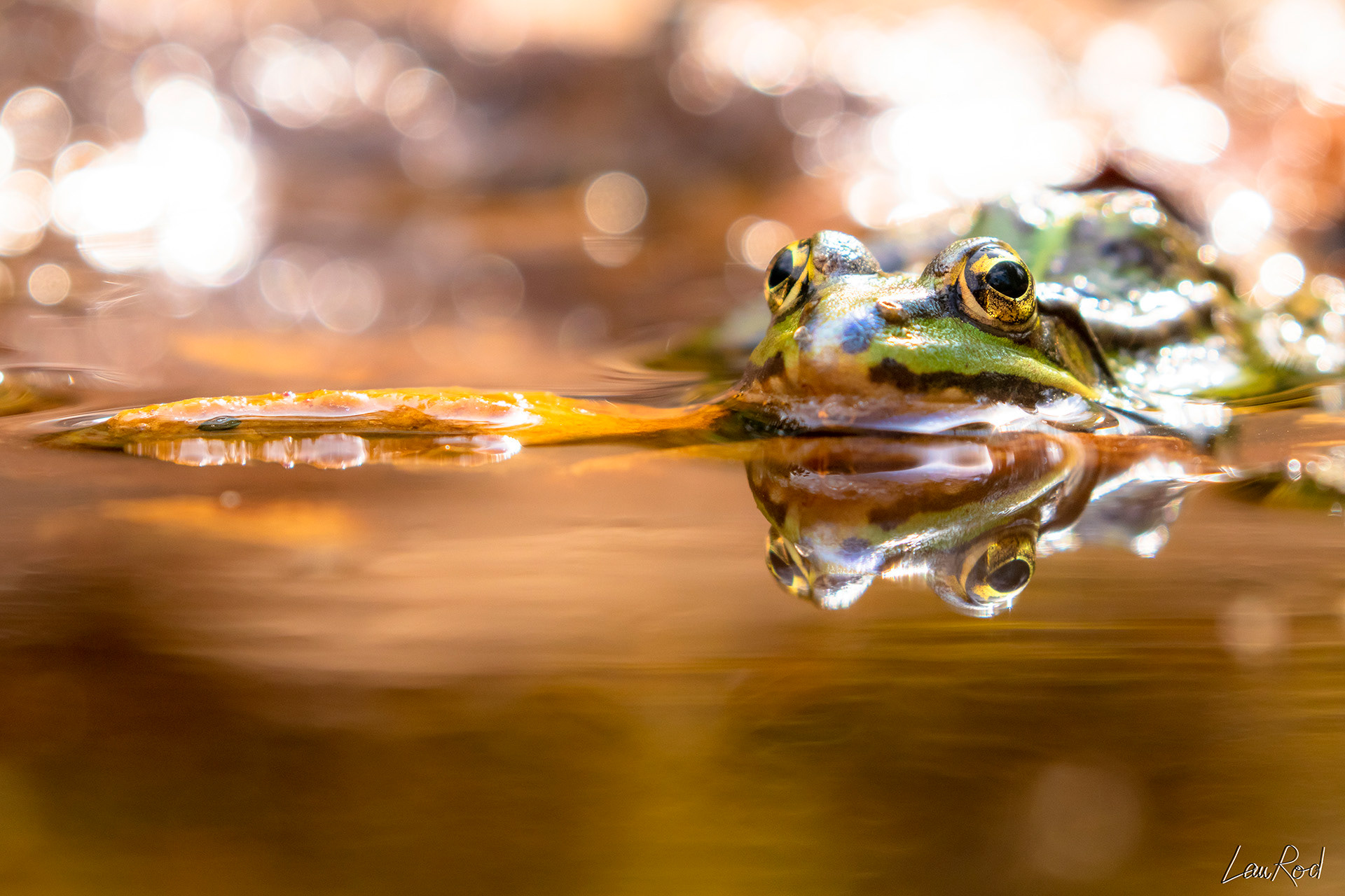 Grenouille verte