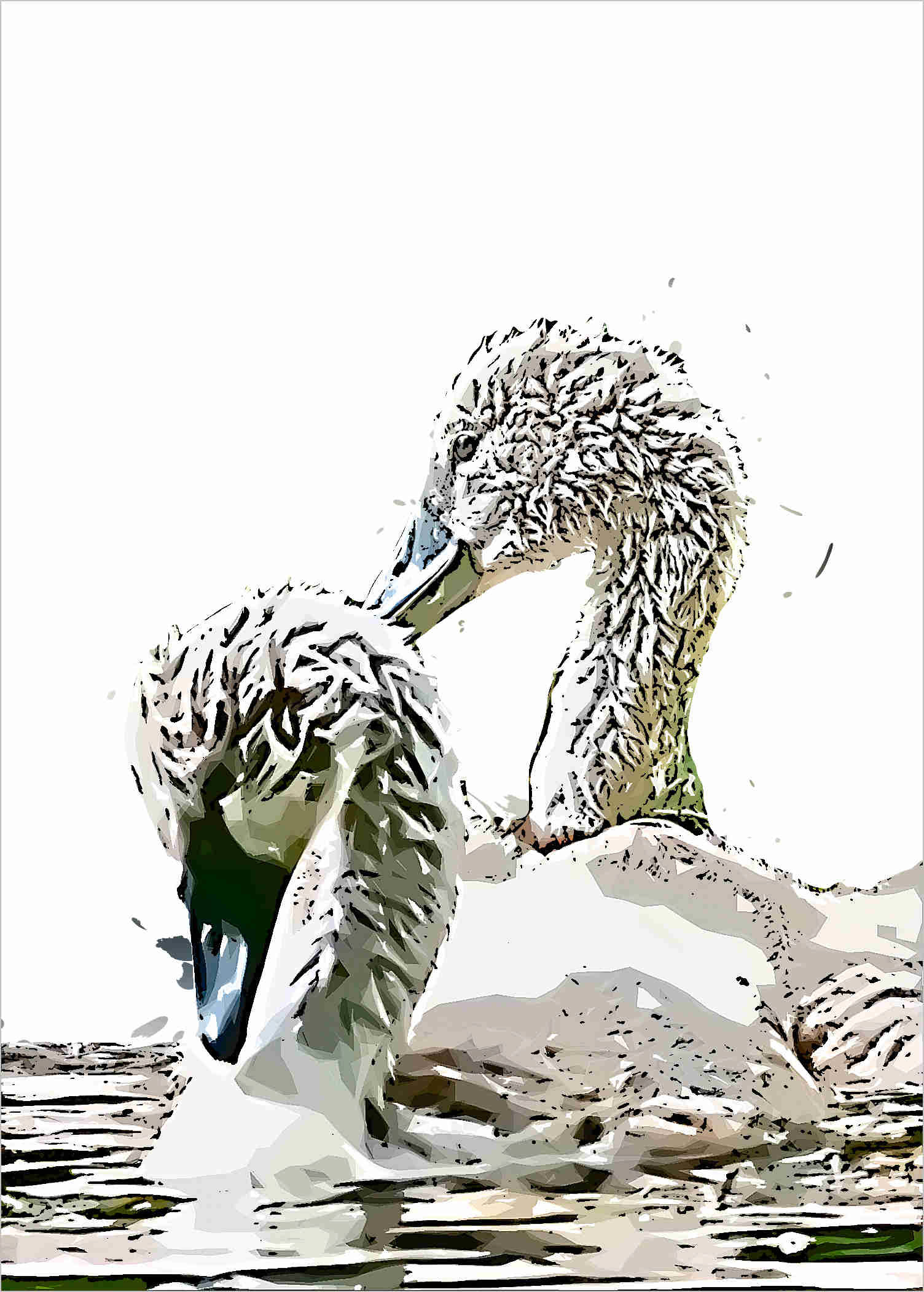 Swan Cygnet 104900620