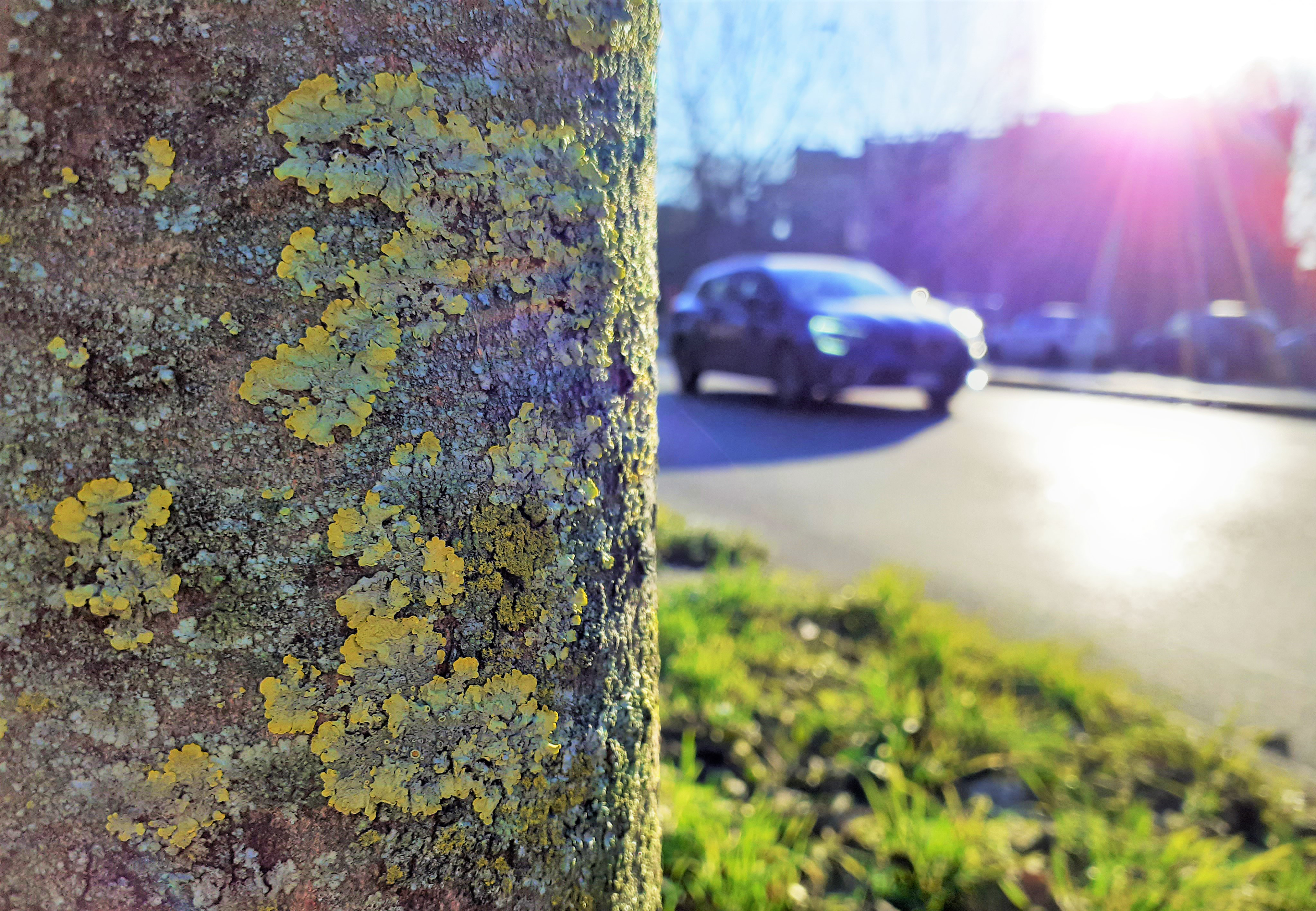 Lichen on tree bark in Milan, Italy