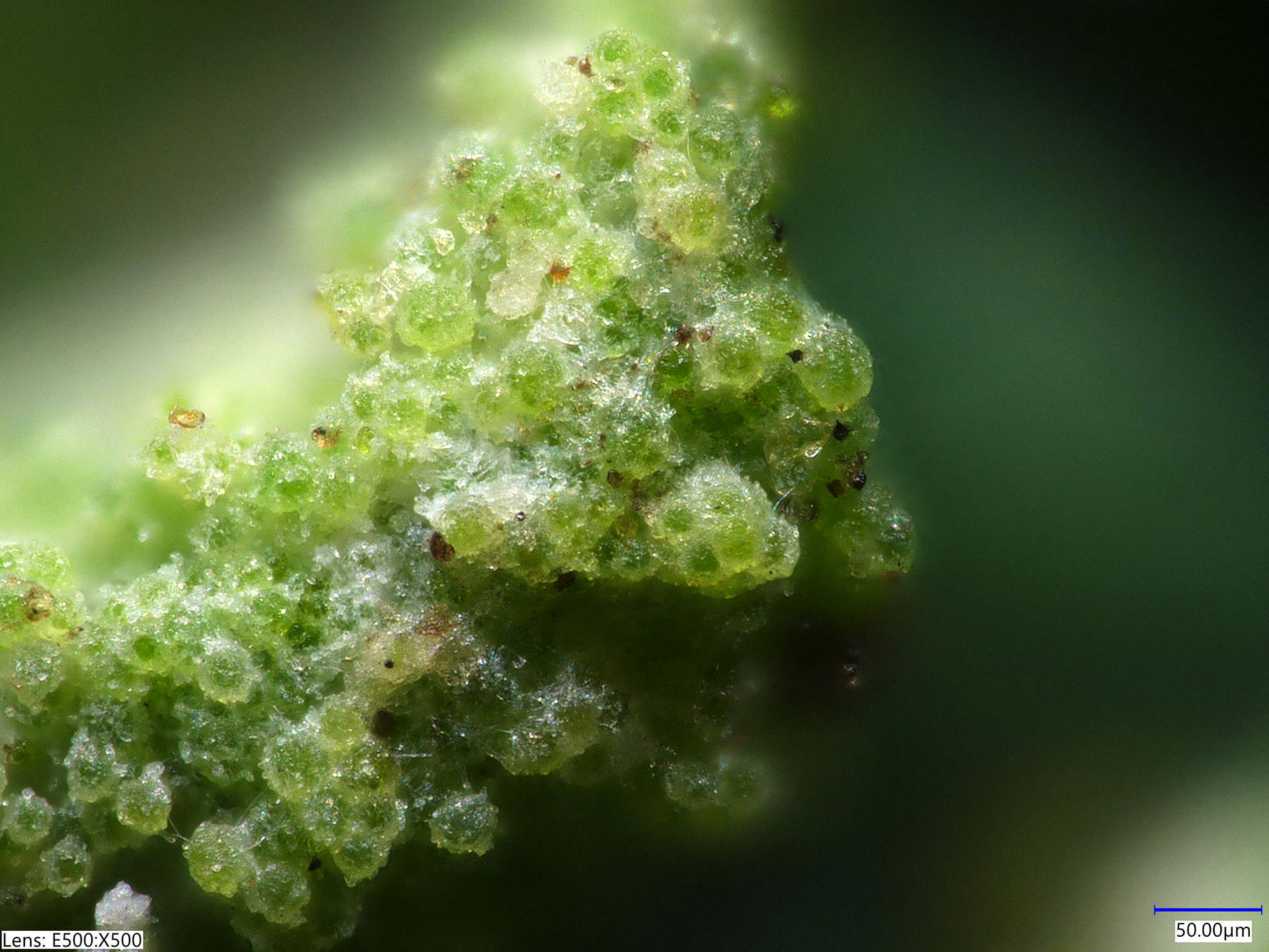 Microscopic image of lichen - Lens: E500X500, Grow Lab CSM