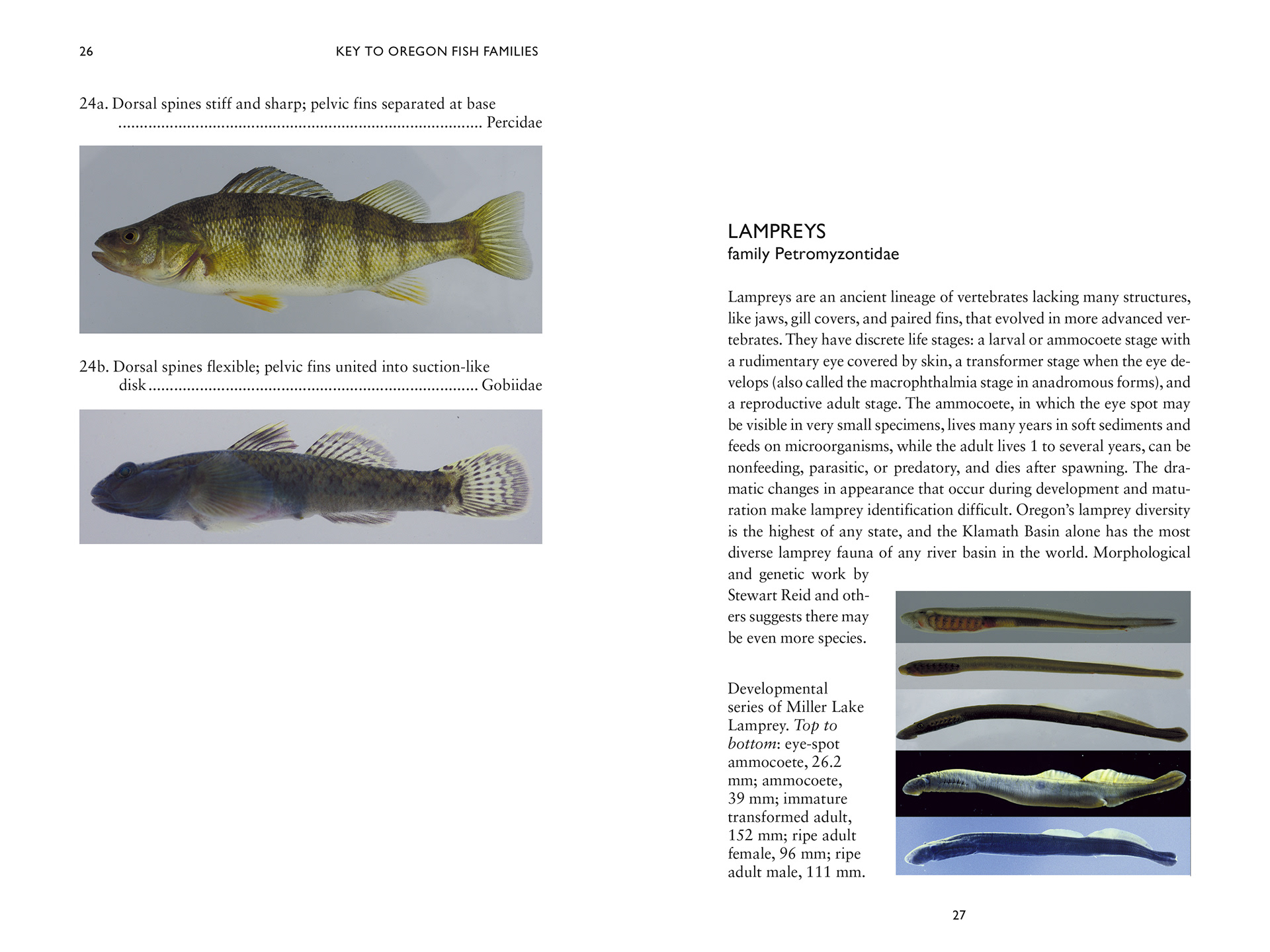 Steve Connell Book Design A Guide to Freshwater Fishes of Oregon