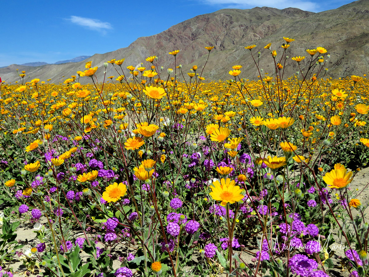 Nature by Nat Photography Anza Borrego Super Bloom