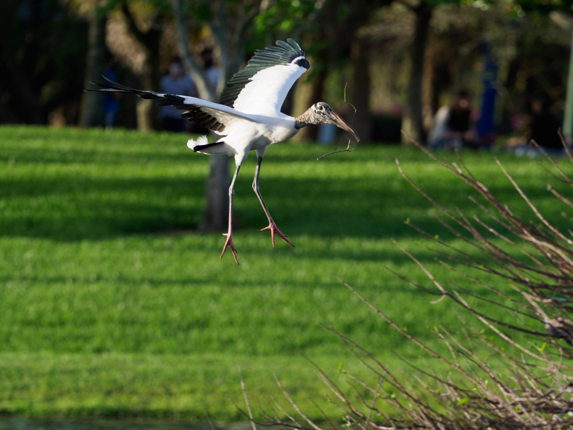 Weston Rookery