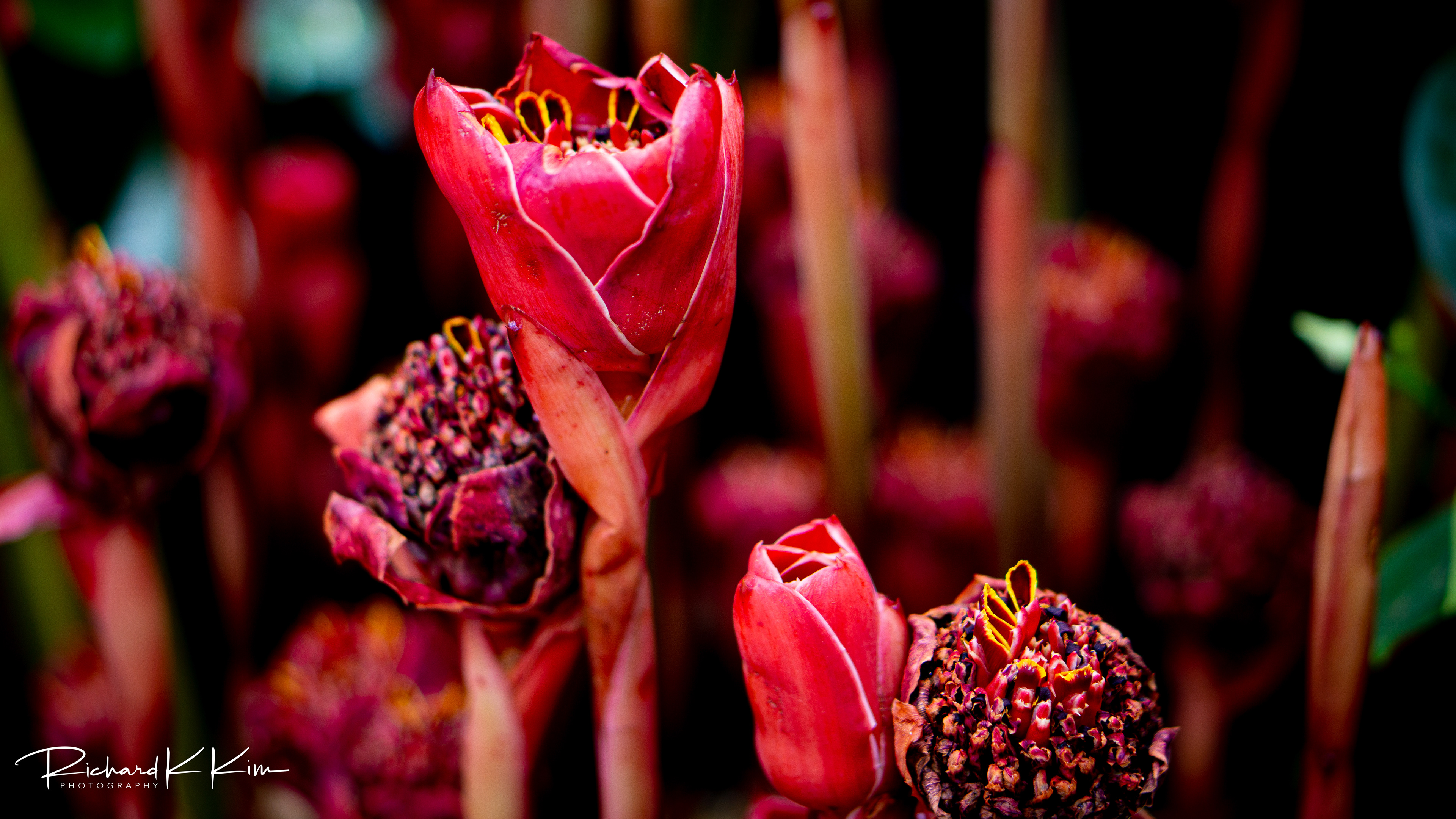 New York Botanical Garden (Bronx, NY)