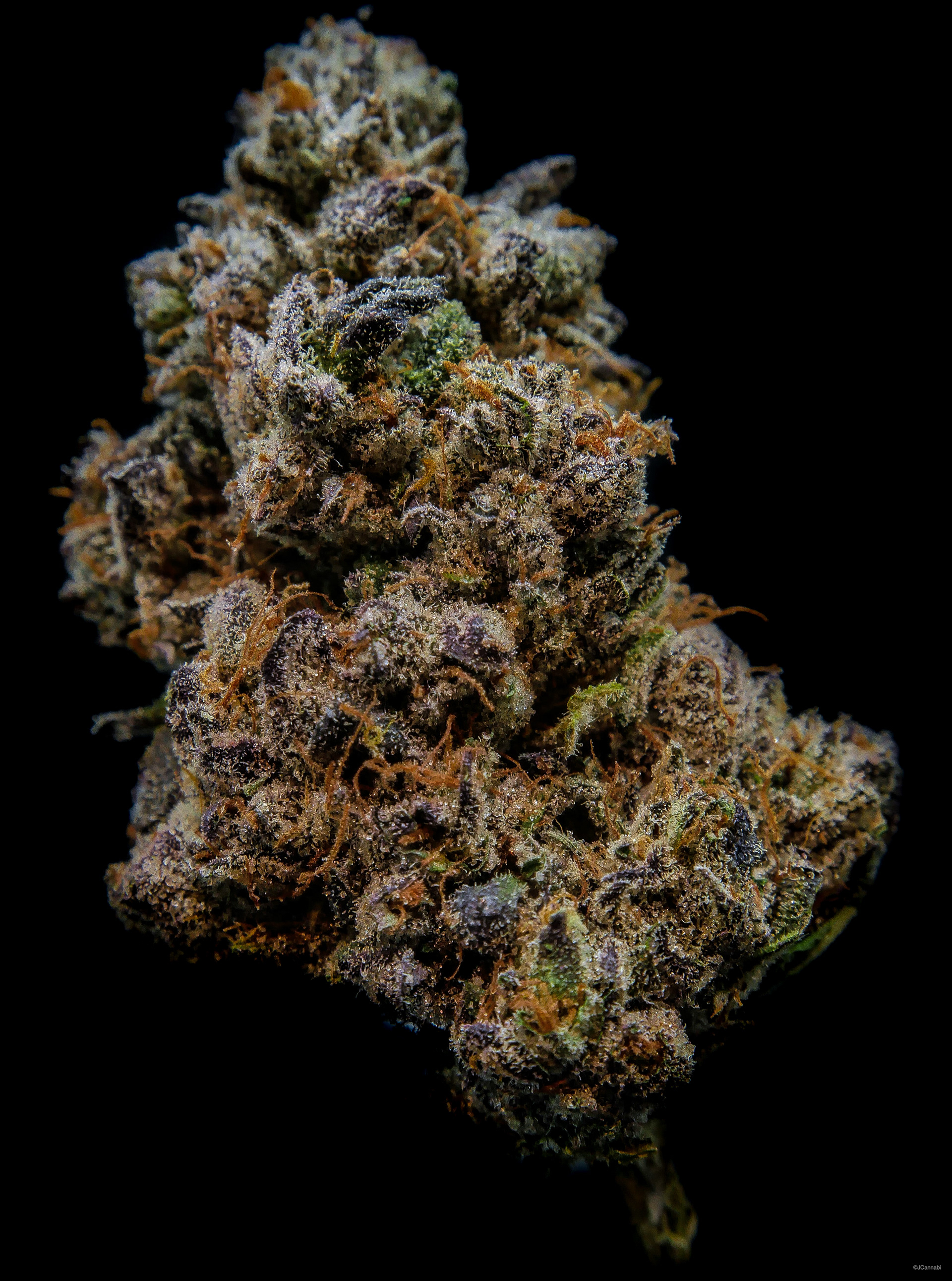 Gelato (Dutch Botanicals)