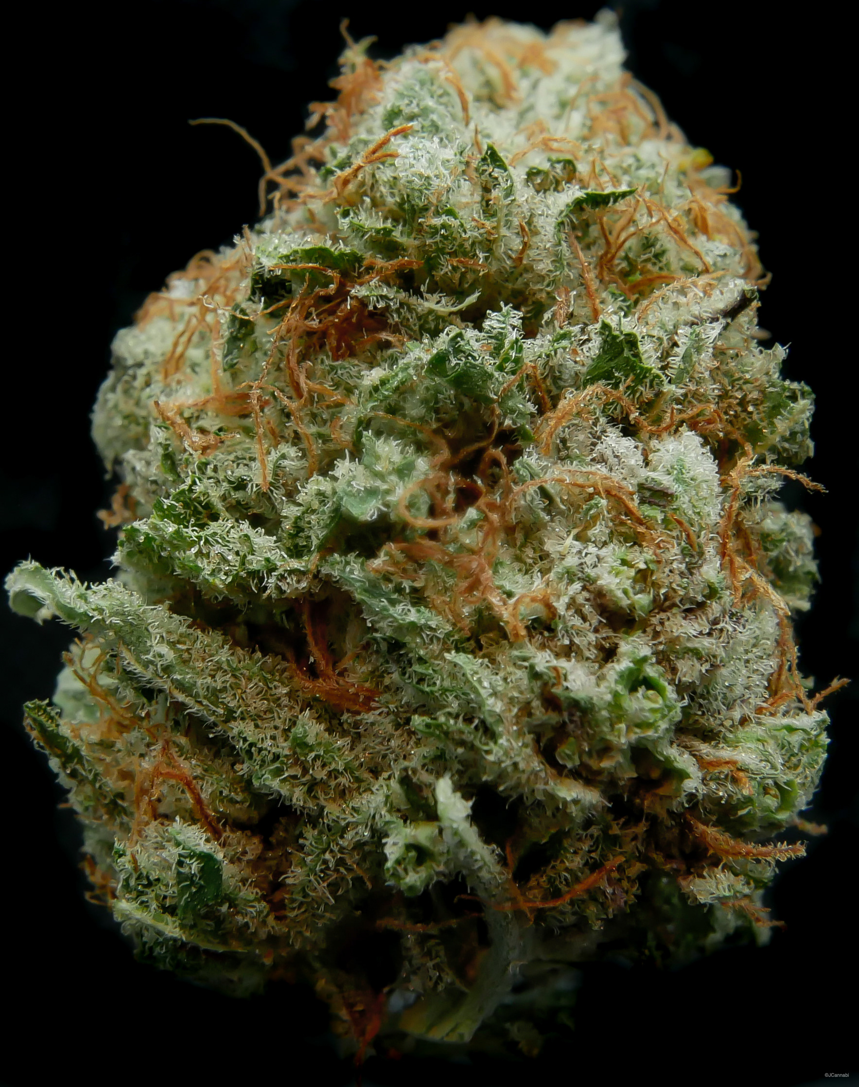 Blackberry Meringue (Dank by Pank)