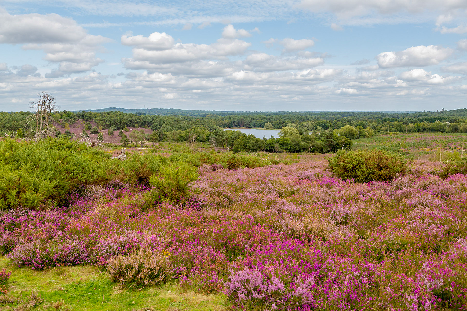 The Surrey Journal Frensham Common