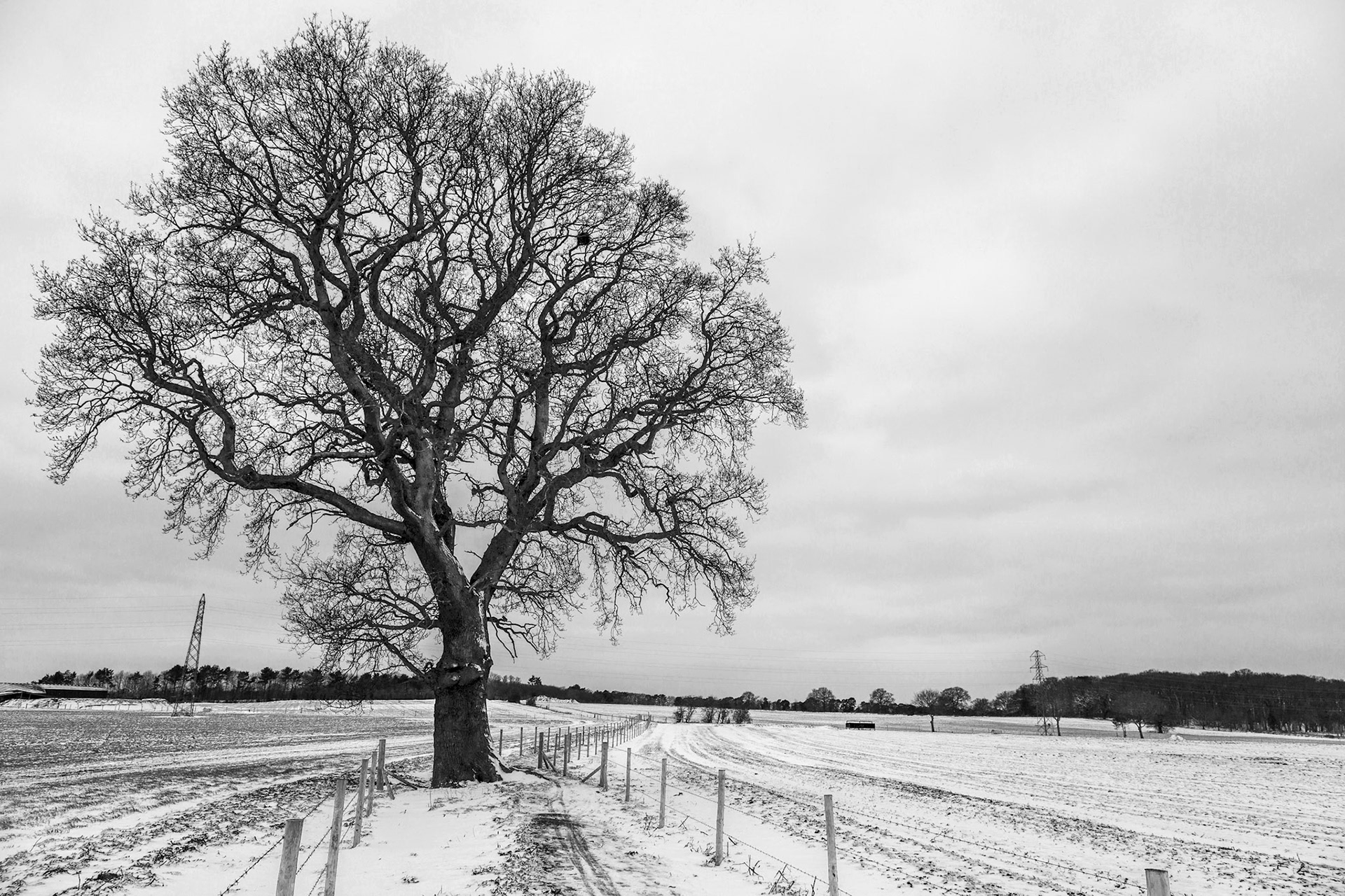 The Surrey Journal Pyrford Snow
