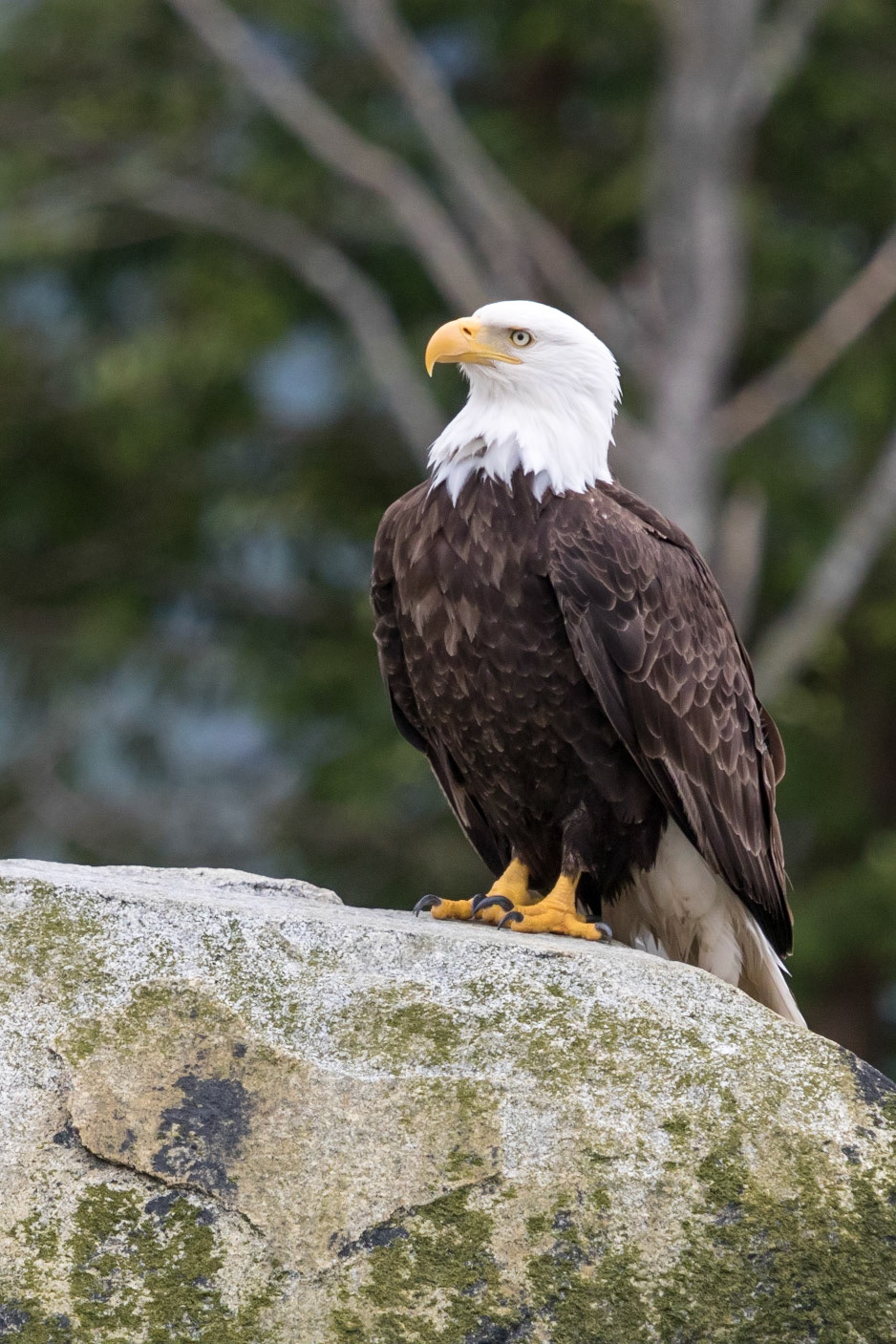 Bald Eagle, Knight Inlet, BC